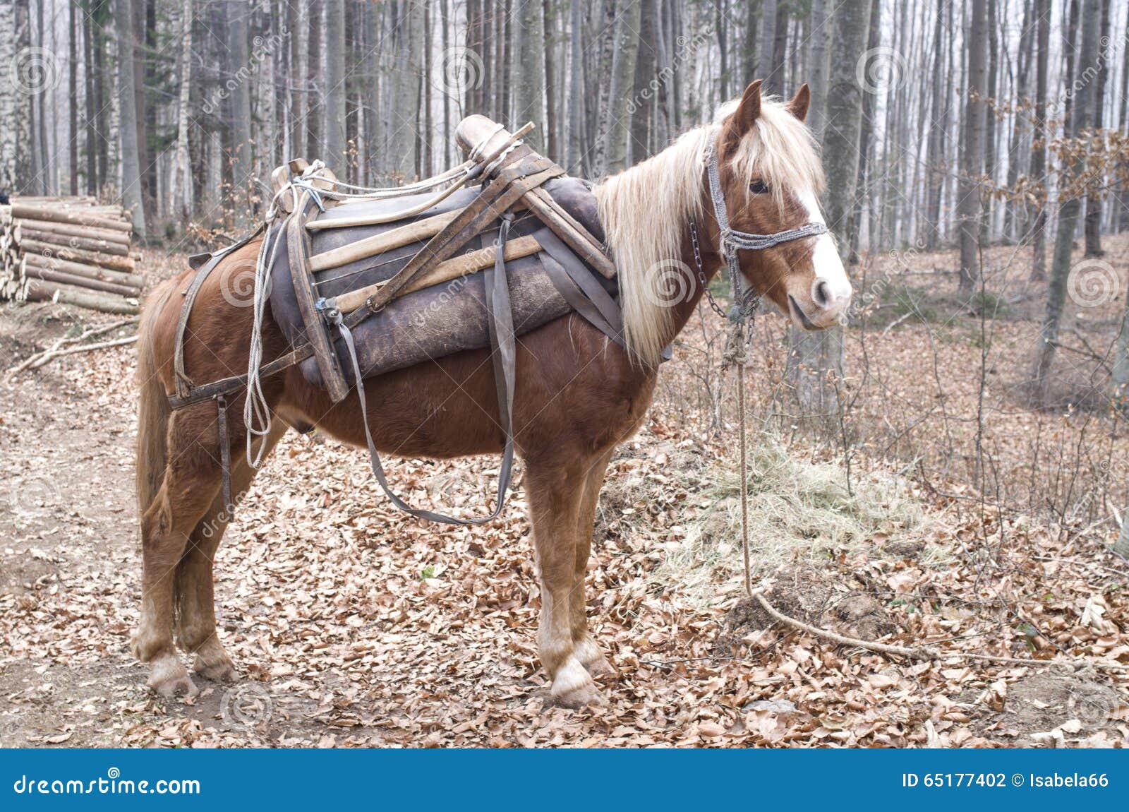 Brown Horse with Yellow Mane and Saddle in Forest Stock Photo Image