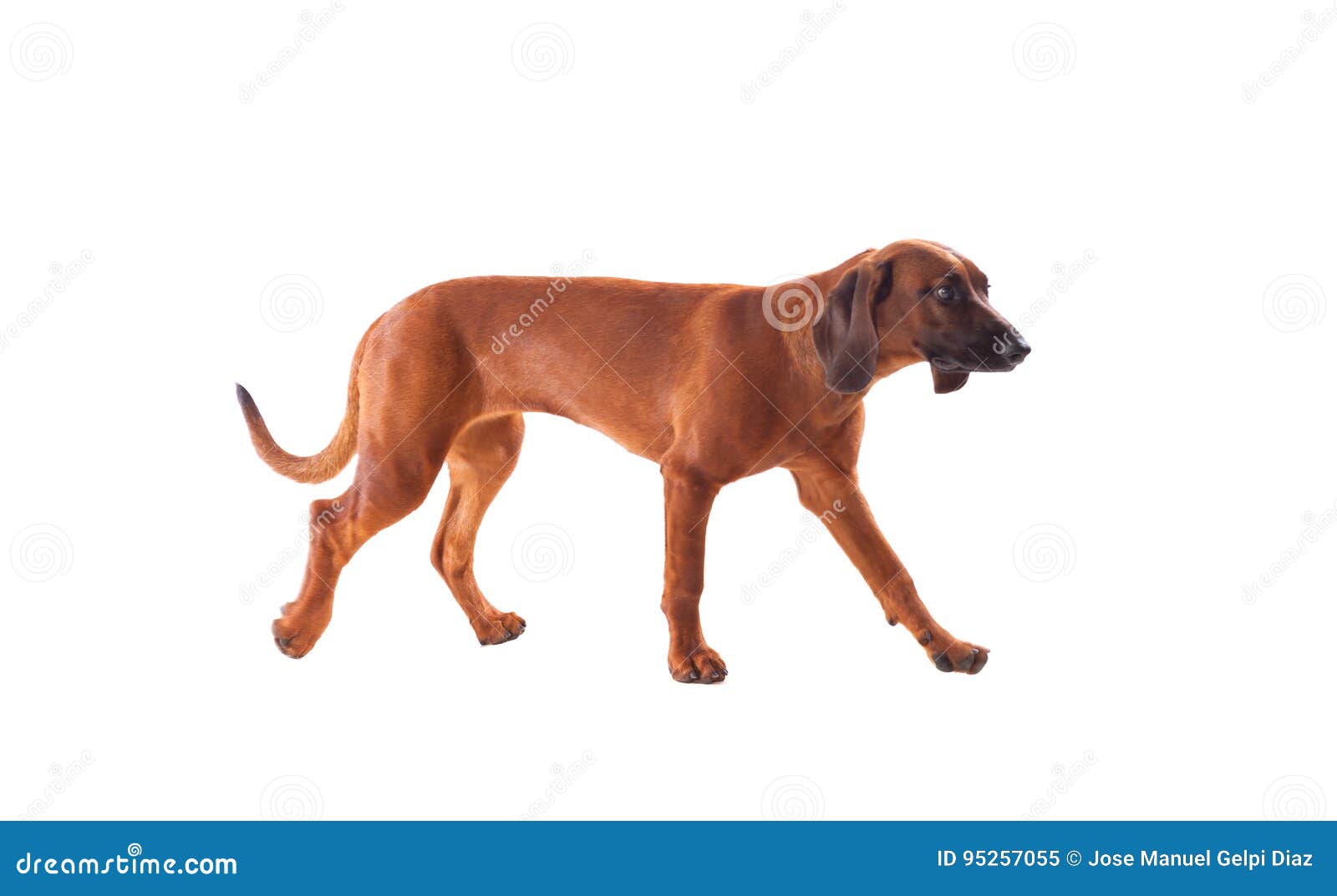 Brown hound of Bavarian stock image. Image of eyes, beautiful 95257055