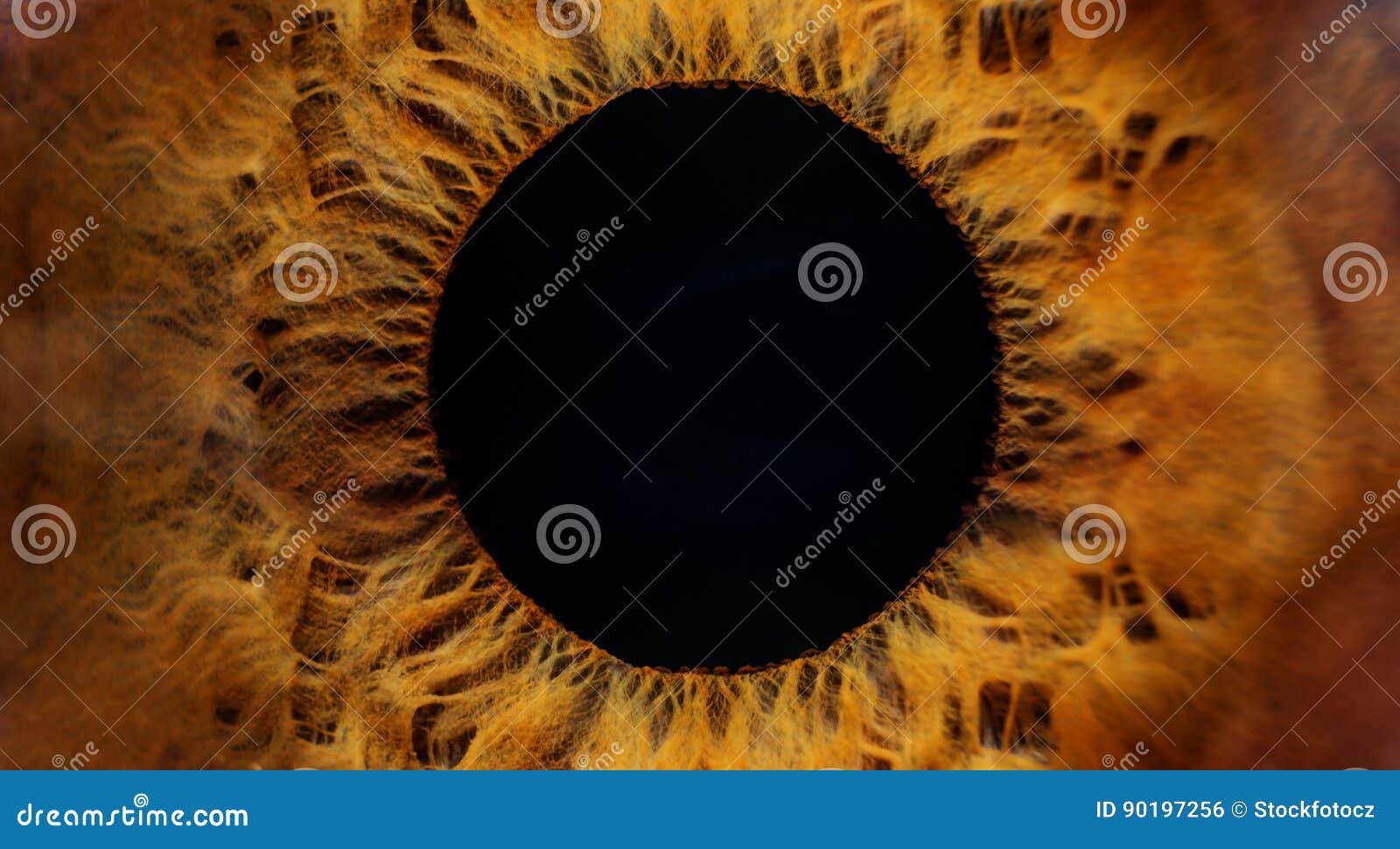 brown human eye macro