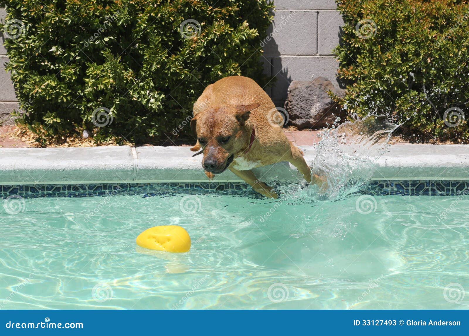BrownHund, Der Weg Von Der Seite Eines Pools Springt Stockbild Bild
