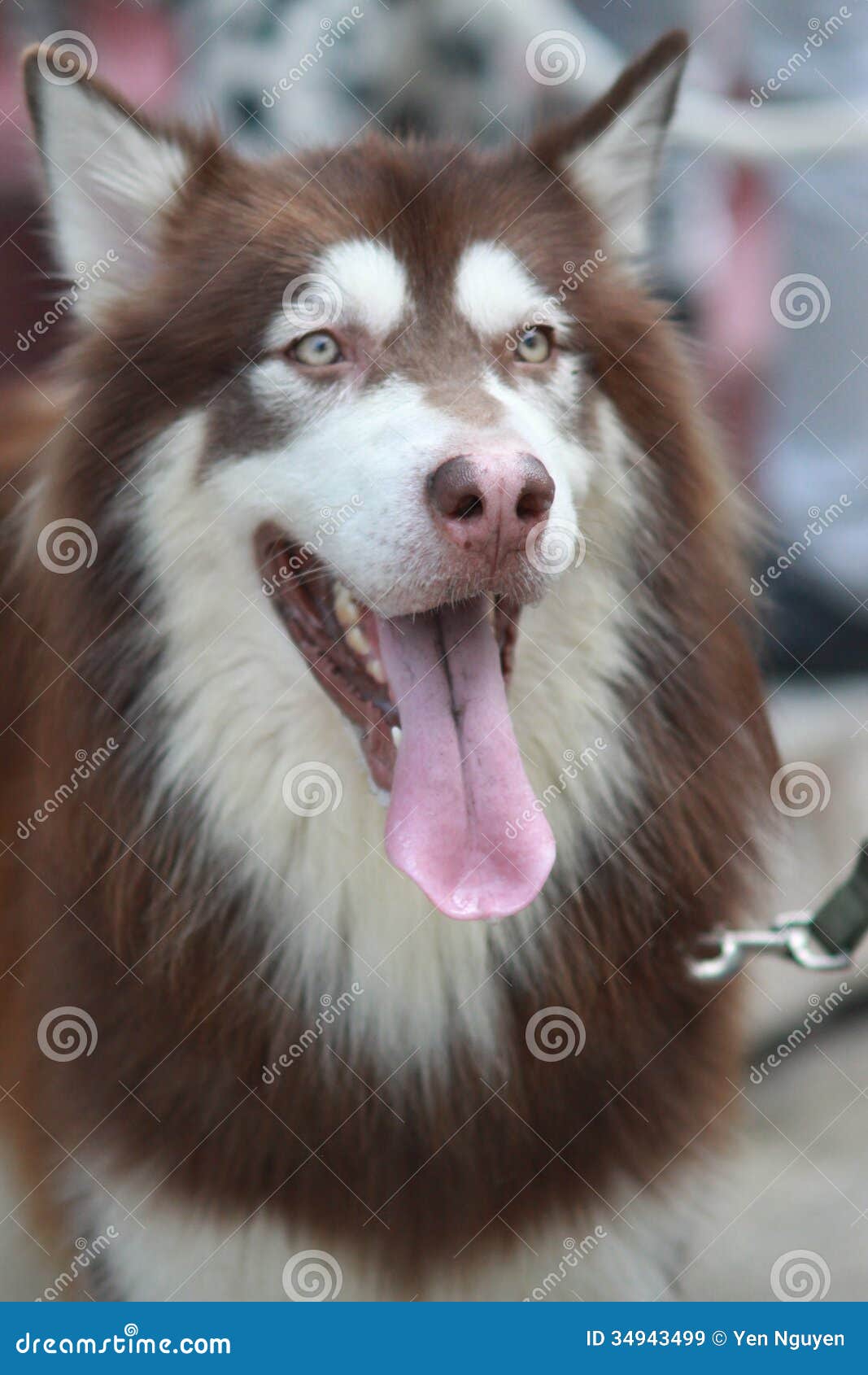 Brown Husky Royalty Free Stock Images - Image: 34943499 Brown Husky Royalty Free Stock Images - Image: 34943499