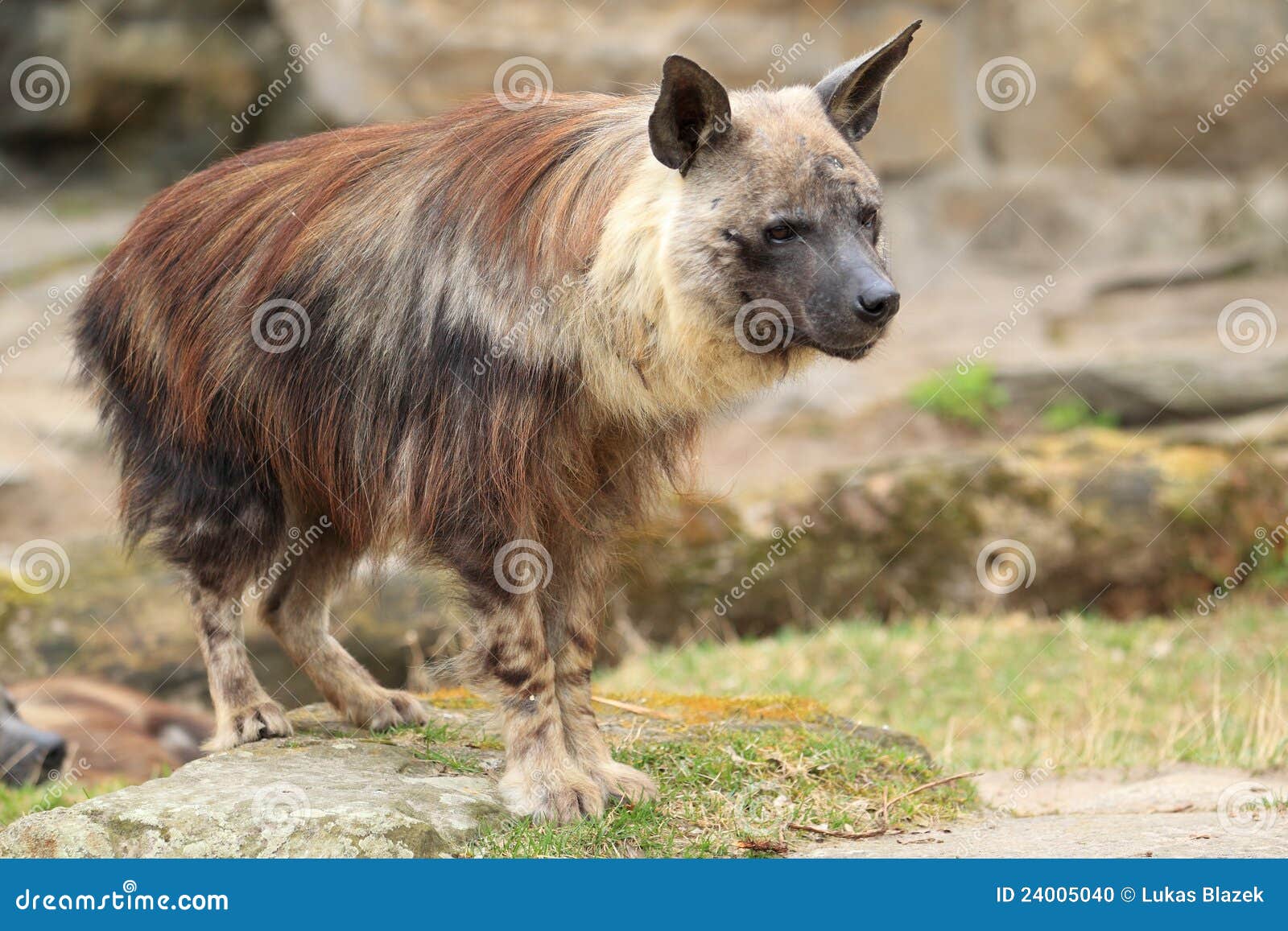 brown hyena