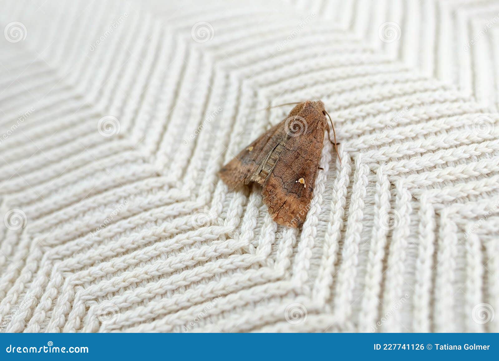 https://thumbs.dreamstime.com/z/brown-insect-clothes-moth-sitting-white-woolen-sweater-selective-focus-pest-concept-destruction-damage-to-house-227741126.jpg