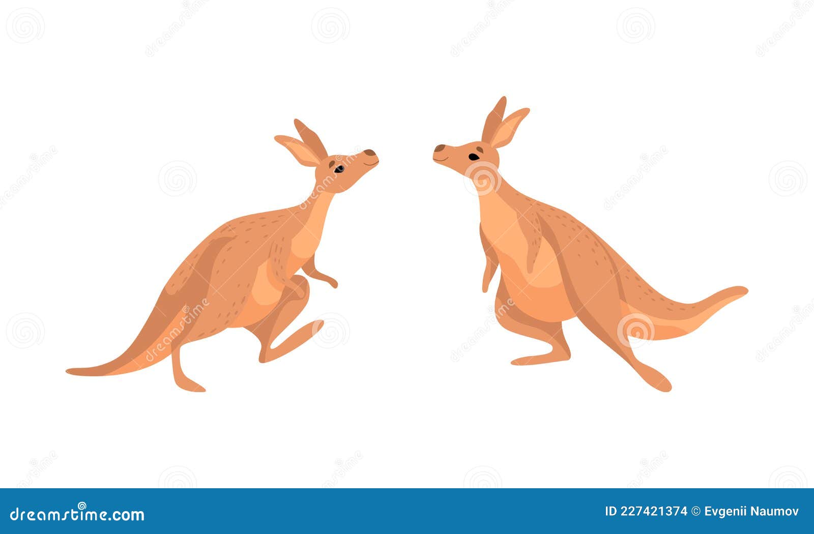Brown Kangaroo Marsupial Animal with Powerful Hind Legs and Pouch Vector Set Stock Vector - Illustration of wallaby, wildlife: 227421374 Brown Kangaroo Marsupial Animal with Powerful Hind Legs and Pouch Vector Set Stock Vector - Illustration of wallaby, wildlife: 227421374
