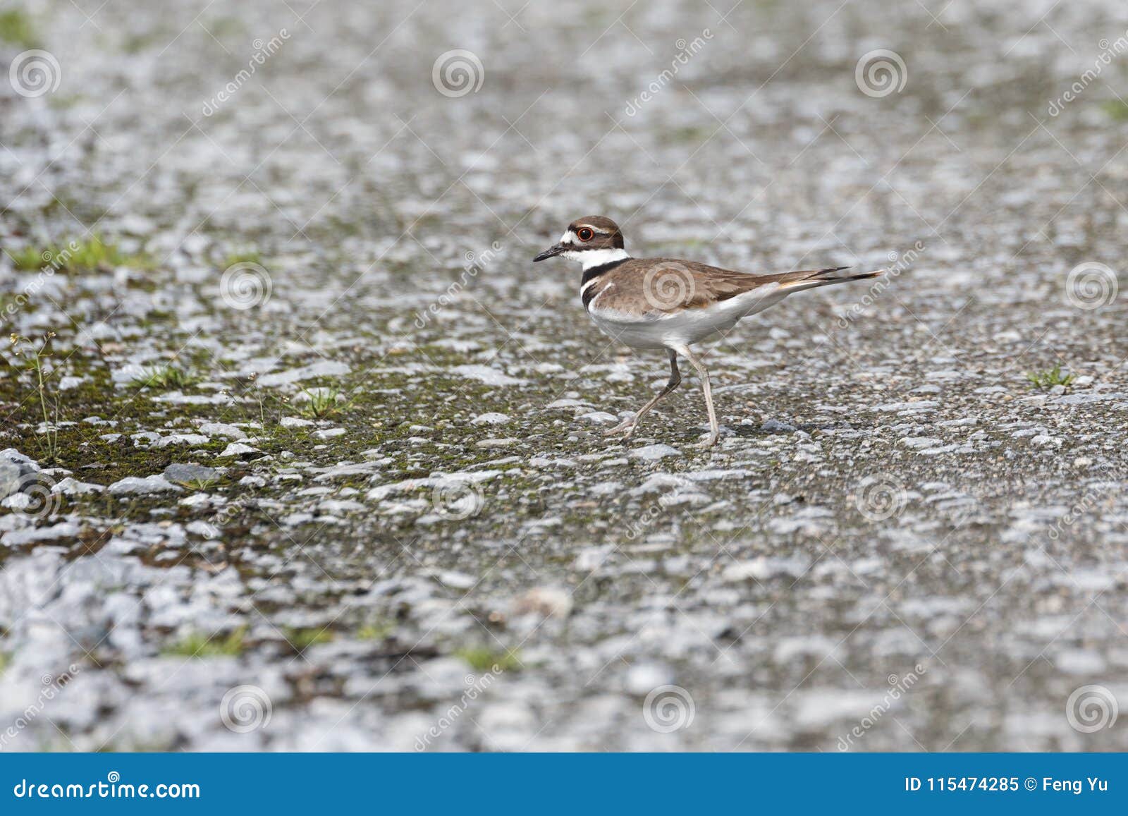 Brown Killdeer Bird stock image. Image of vociferus 115474285