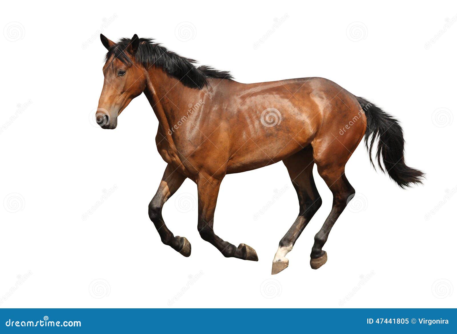 Brown koń cantering swobodnie odizolowywający na bielu. Brown koń cantering swobodnie odizolowywający na białym tle