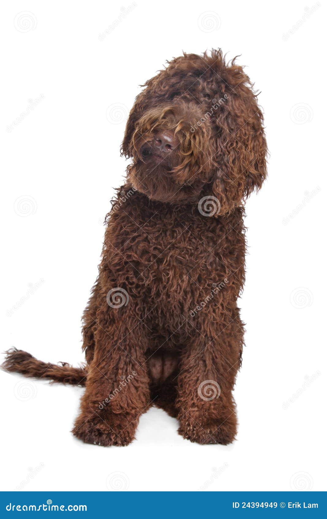 Brown Labradoodle stock image. Image of mixed, cross 24394949