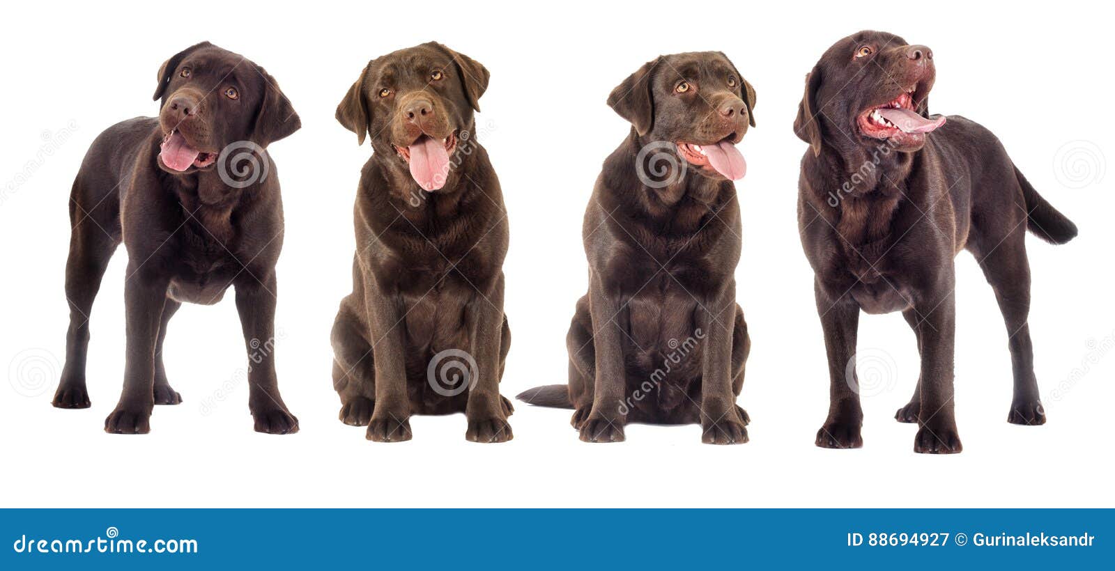 34,182 Brown Labrador Stock Photos - Free \u0026 Royalty-Free Stock Photos from  Dreamstime, image size:1600x820