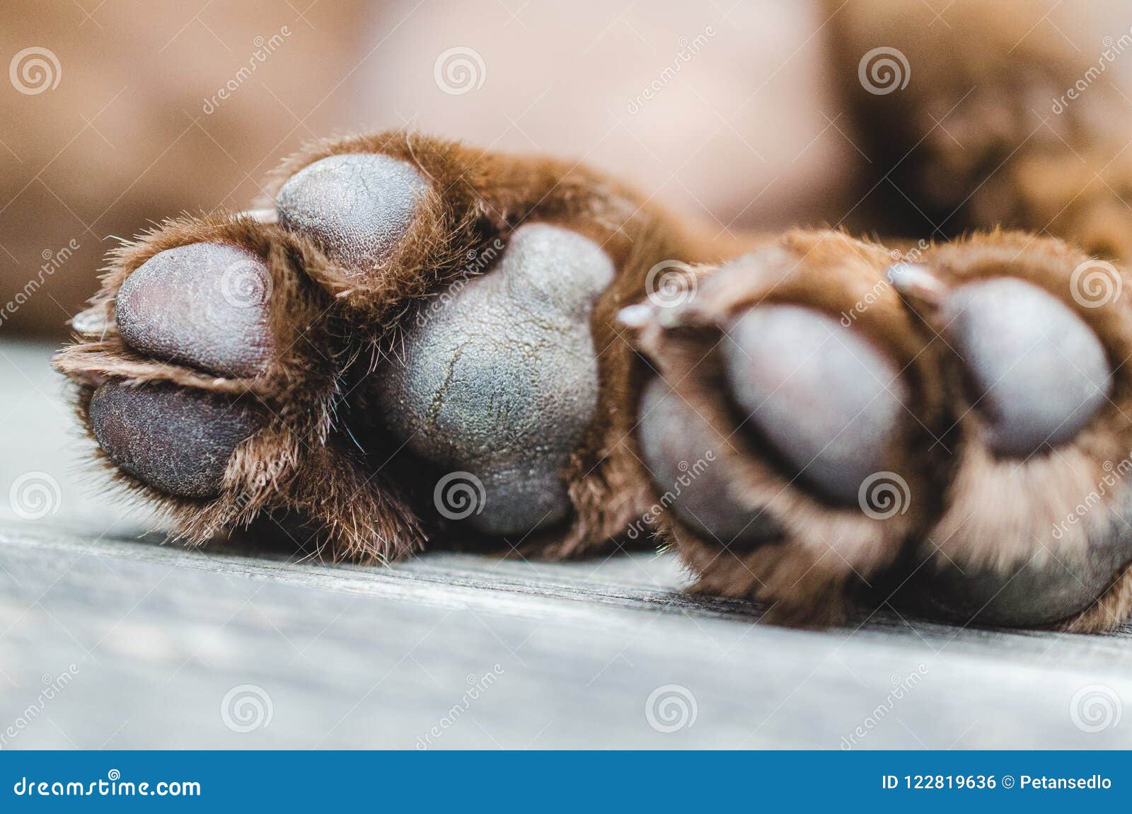 brown labrador dog paws closeup shot