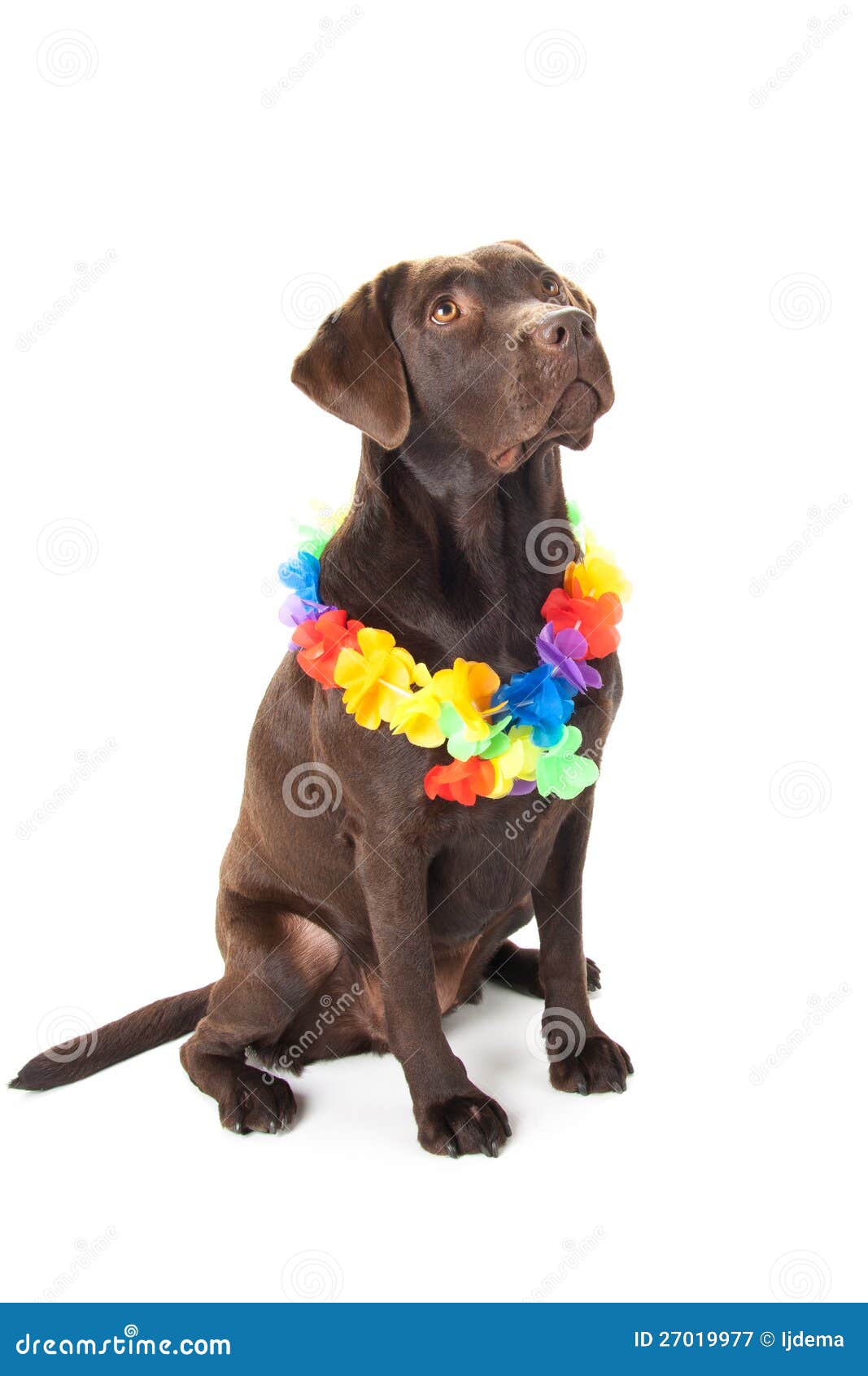 Brown Labrador with Hawaii Lei Stock Image Image of garland, bread