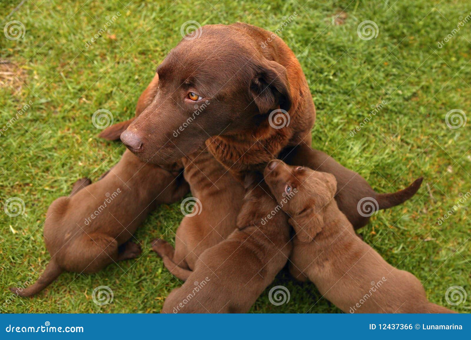 Image Result For Labrador Retriever Litter Image Result For Labrador Retriever Litter