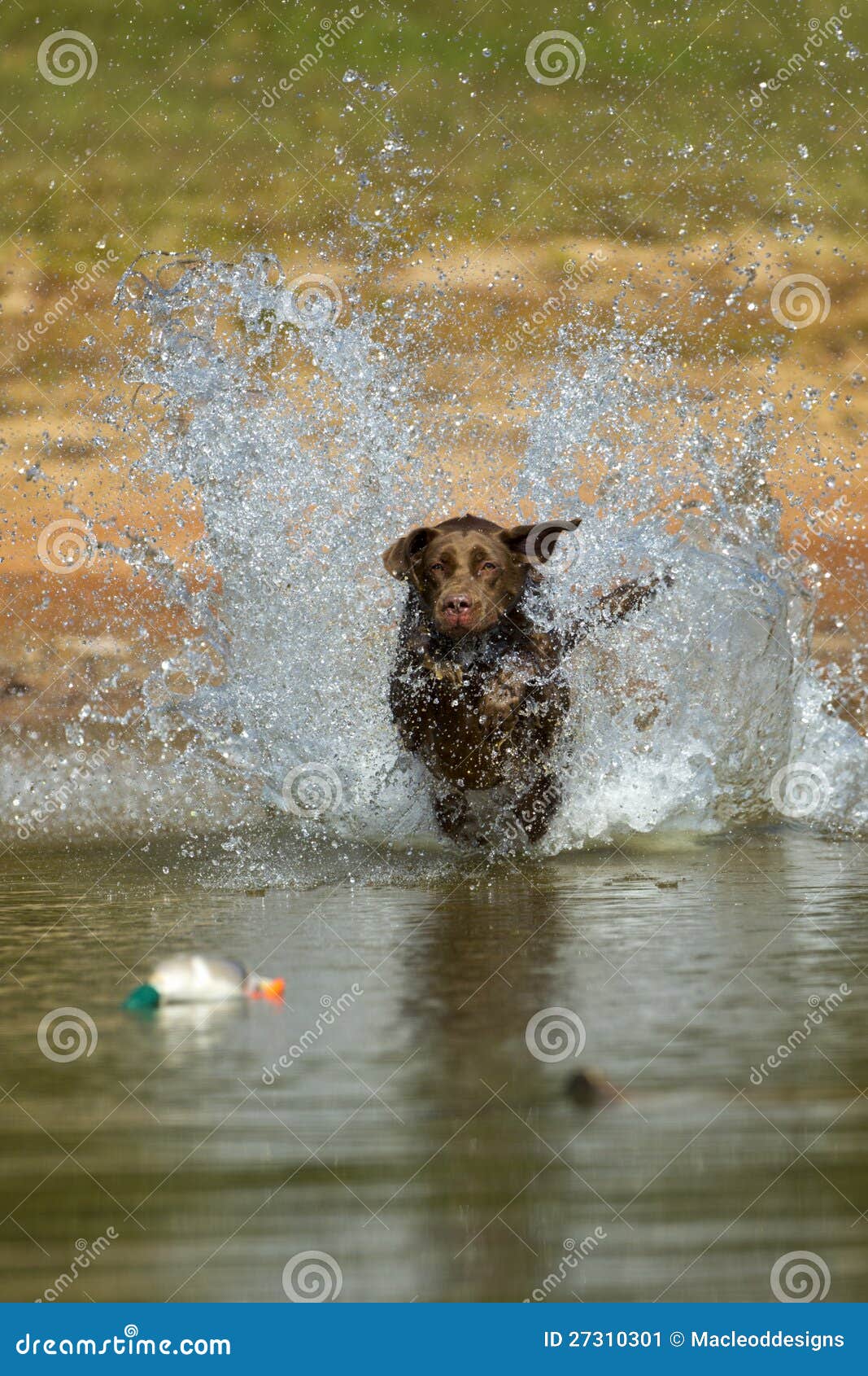 Brown Labrador Retriever Jumps in the Water Stock Image Image of
