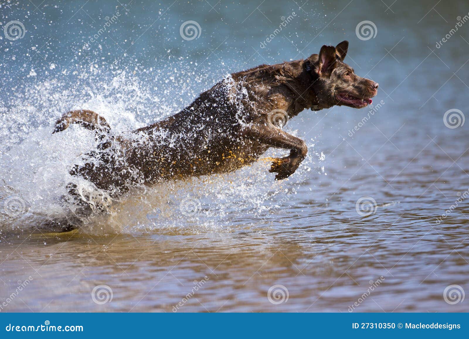 Brown Labrador Retriever Jumps in the Water Stock Photo Image of ears, fetch 27310350