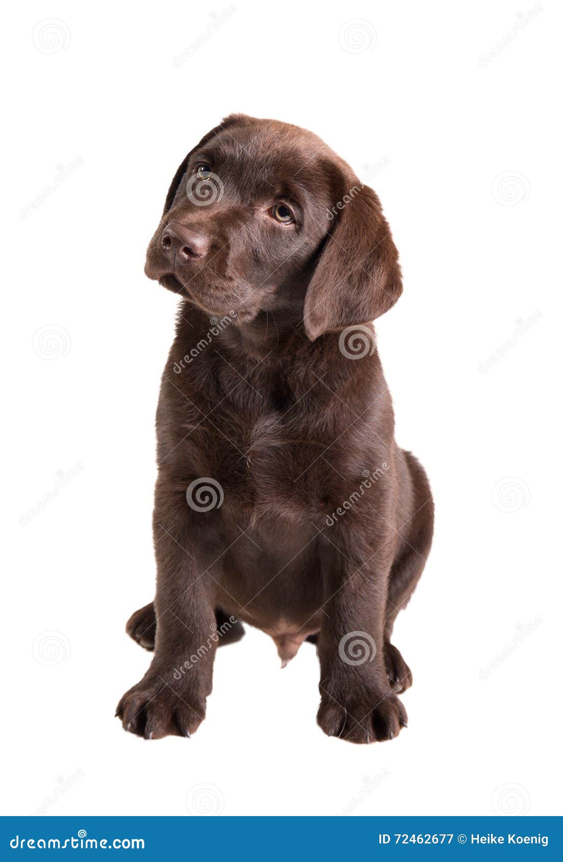 Transparant rand Schat Brown Labrador Retriever Puppy Stock Image - Image of breed, amazing:  72462677
