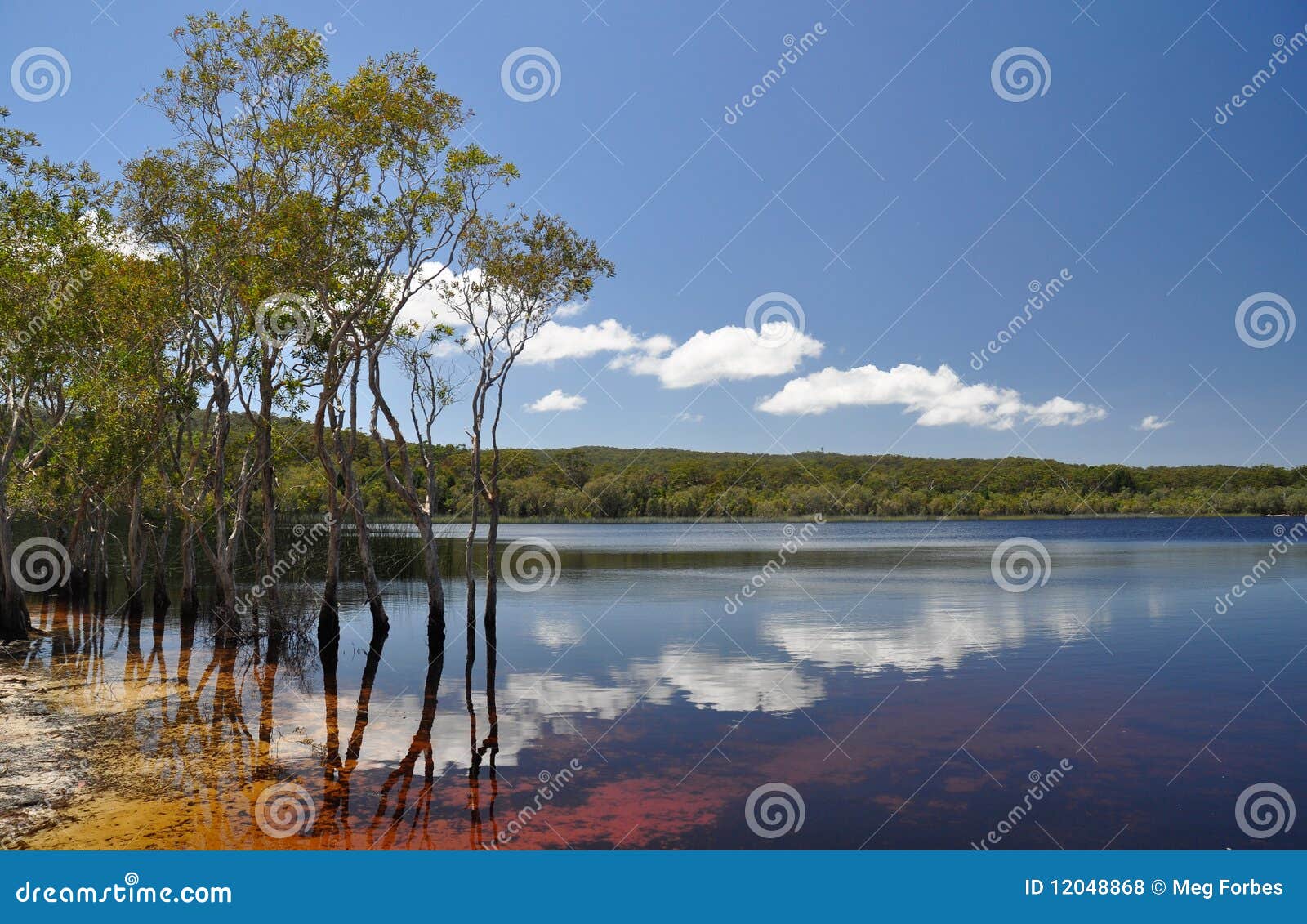 Brown Lake stock photo. Image of tannin, clouds, water 12048868