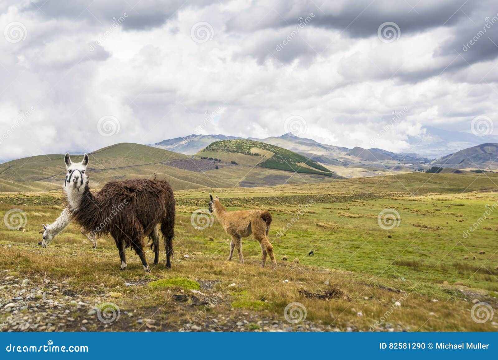 brown lamas eating grass