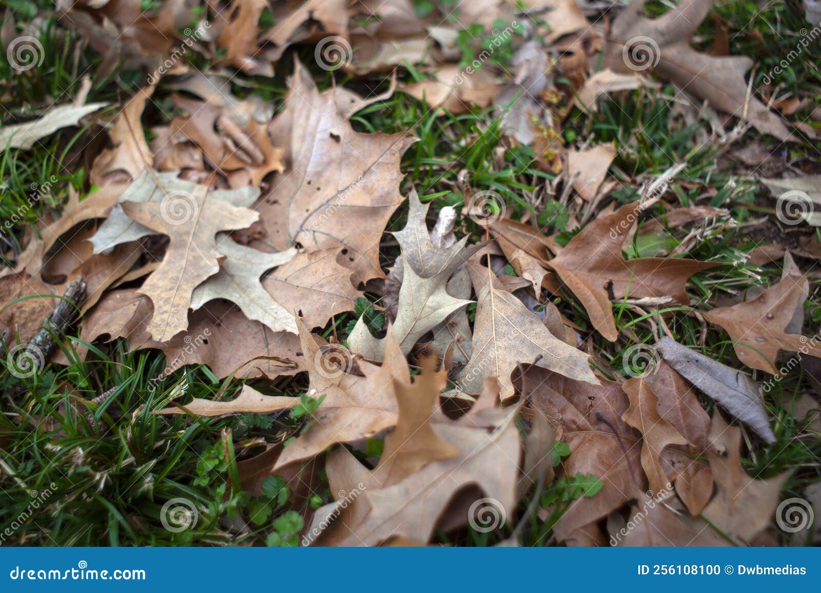 Brown leaves stock photo. Image of green, material, nature 256108100