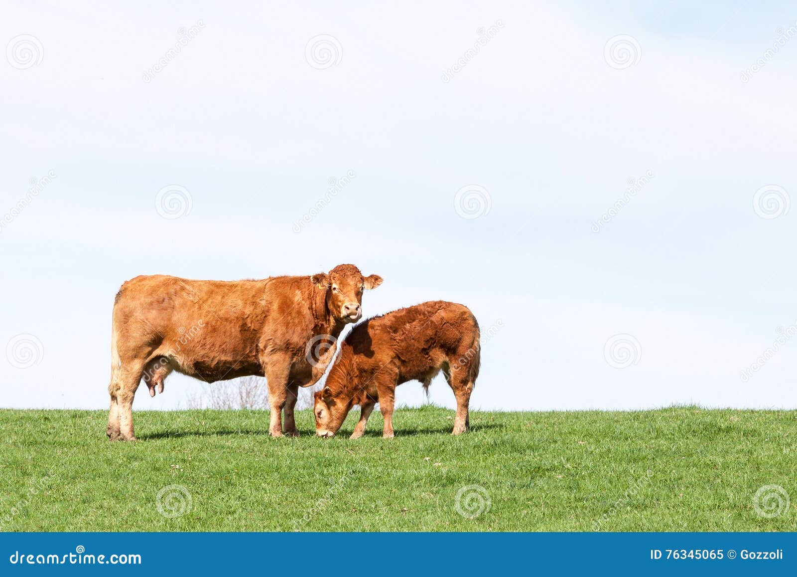 Brown Limousin Beef Cow And Her Grazing Calf On The Skyline Agai Stock Image Image Of Farm
