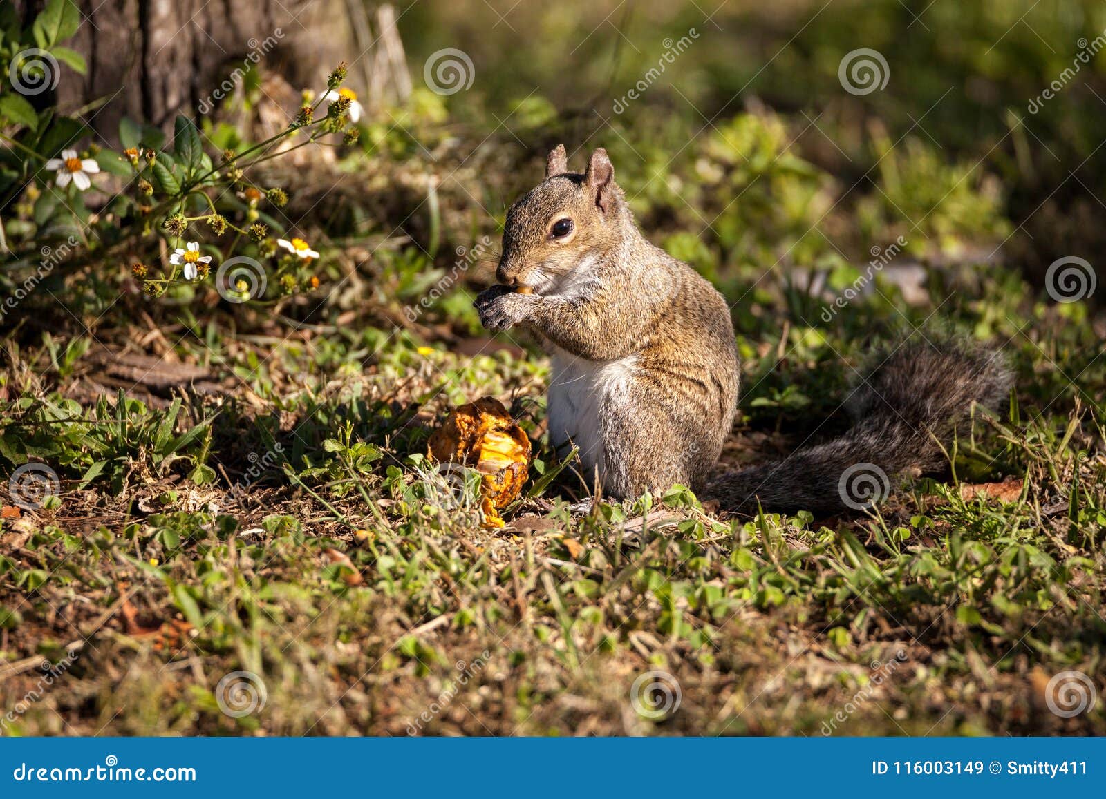 brown little shermans fox squirrel sciurus niger shermani