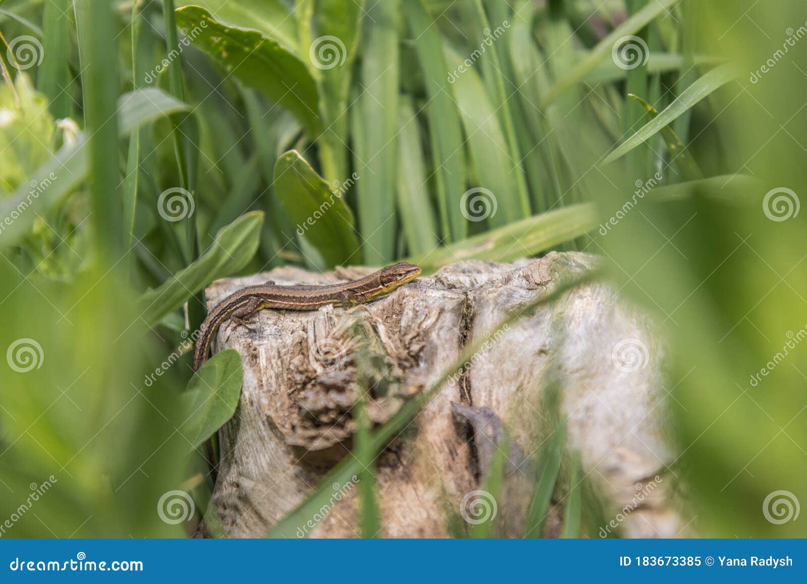 Brown Lizard Resting on a Log among Green Grass, Natural Habitat Stock