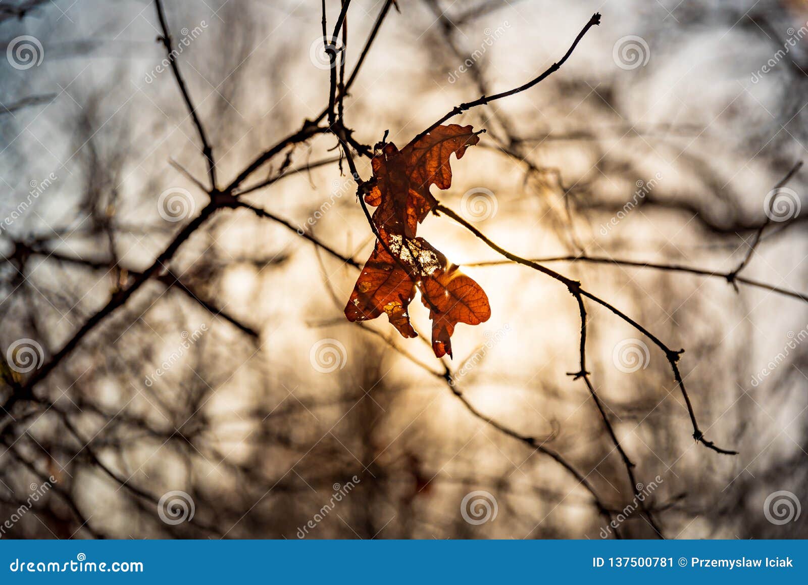 Brown liścia plecy zaświecający tło
