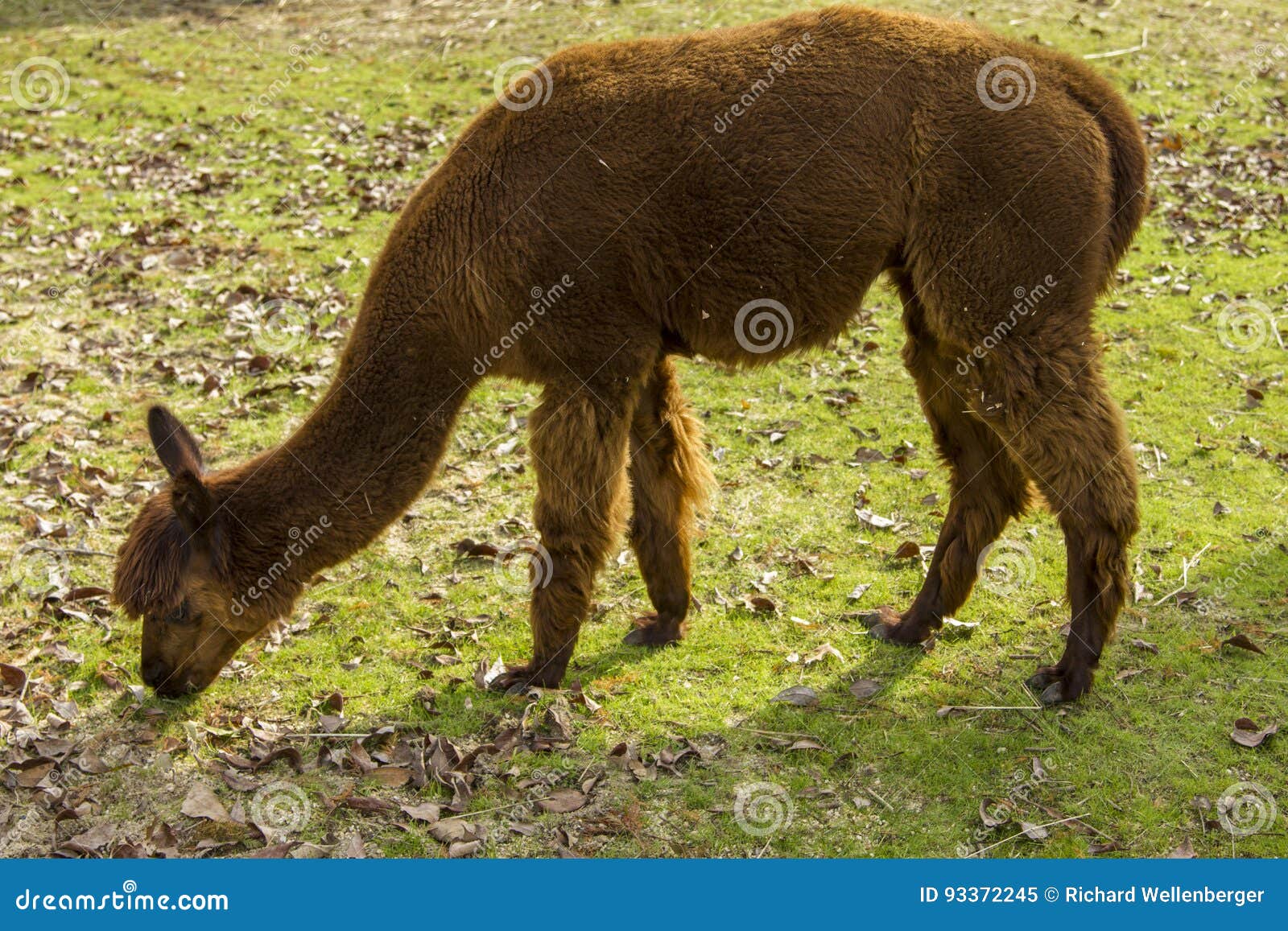 Brown llama eating grass stock image. Image of background 93372245