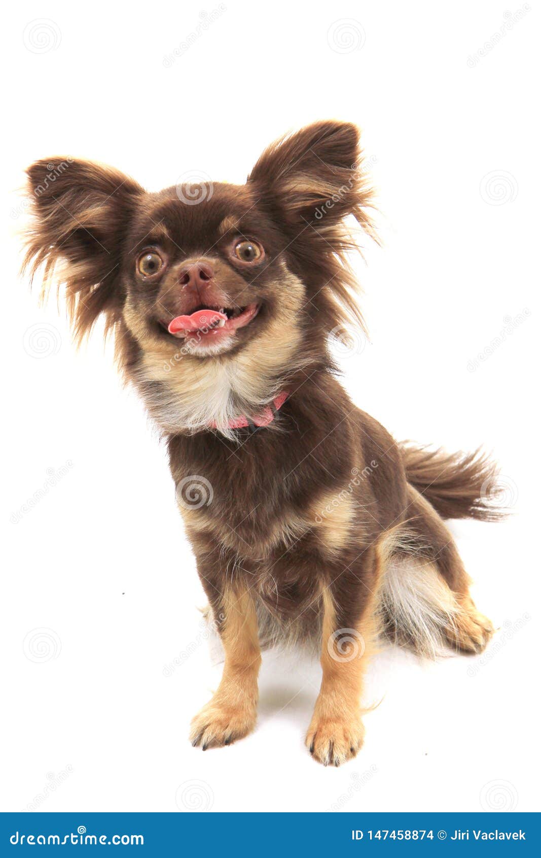 Brown Long Hair Chihuahua Isolated Stock Photo Image Of People Empty