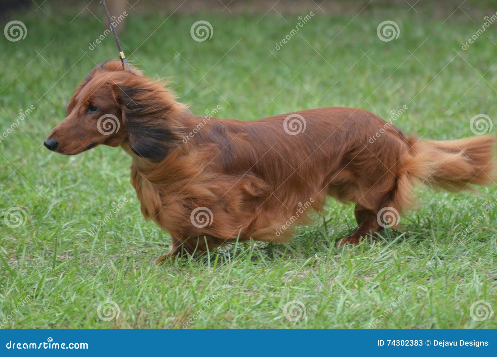 Brown Long Hair Dachshund Dog Stock Image - Image of dachshund, long:  74302383