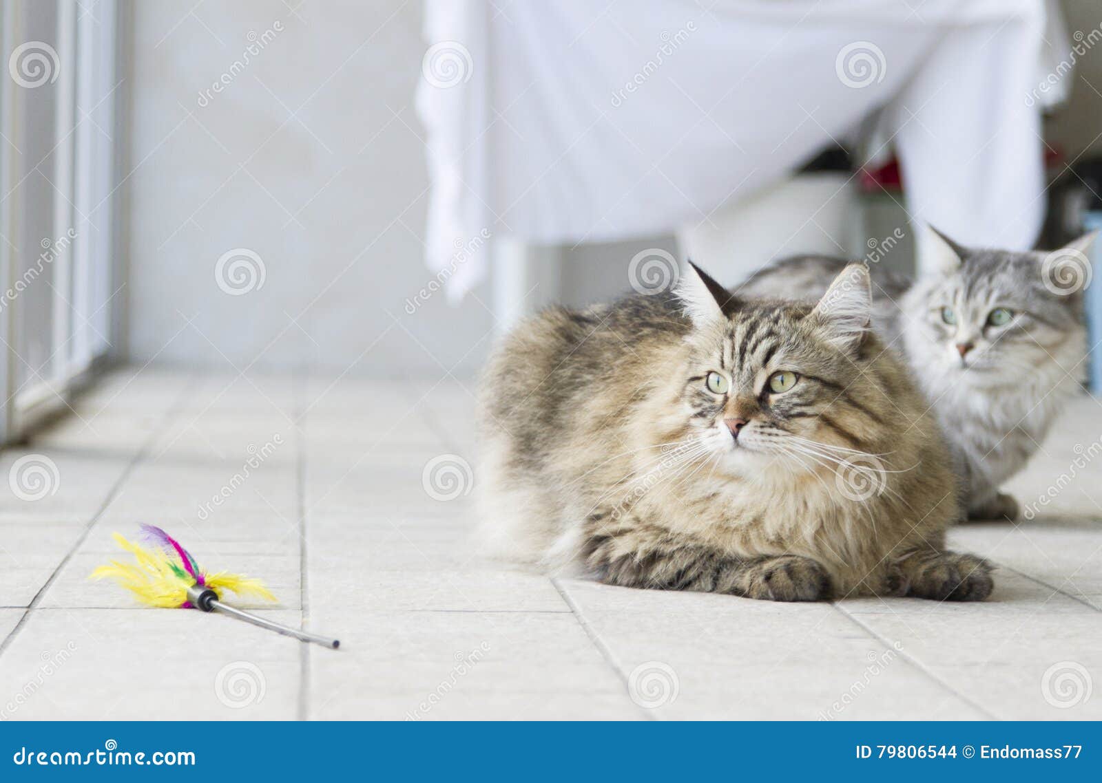 Brown Long Haired Cat with a Toy Stock Photo Image of mammal, breed