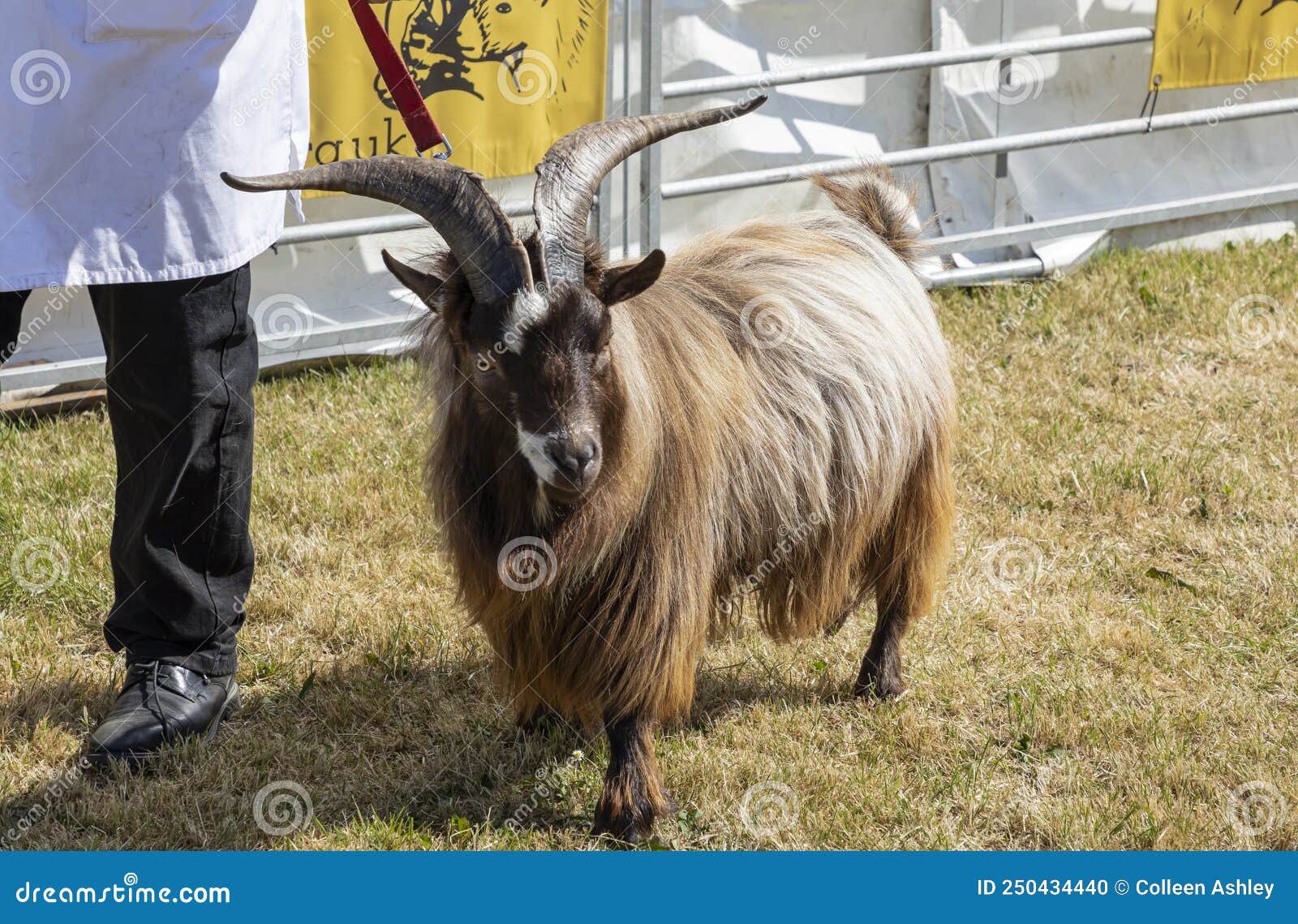 Brown Long Haired Pygmy Goat Stock Photo - Image of horned, brown: 250434440 Brown Long Haired Pygmy Goat Stock Photo - Image of horned, brown: 250434440