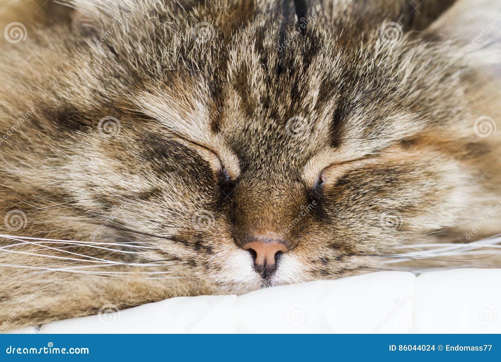 Brown Mackerel Cat of Siberian Breed in the Garden Stock Photo Image