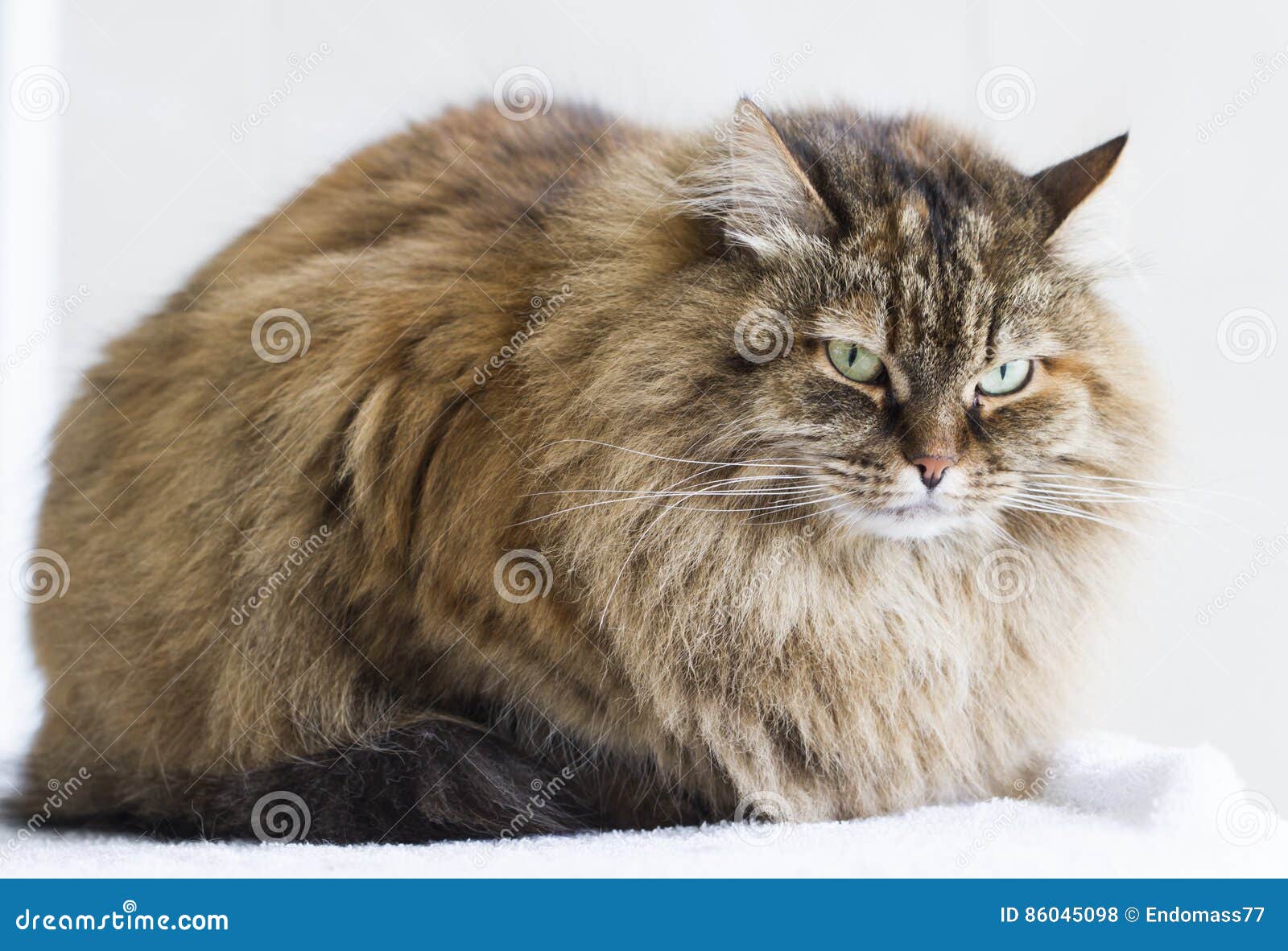 Brown Mackerel Cat of Siberian Breed in the Garden Stock Photo Image