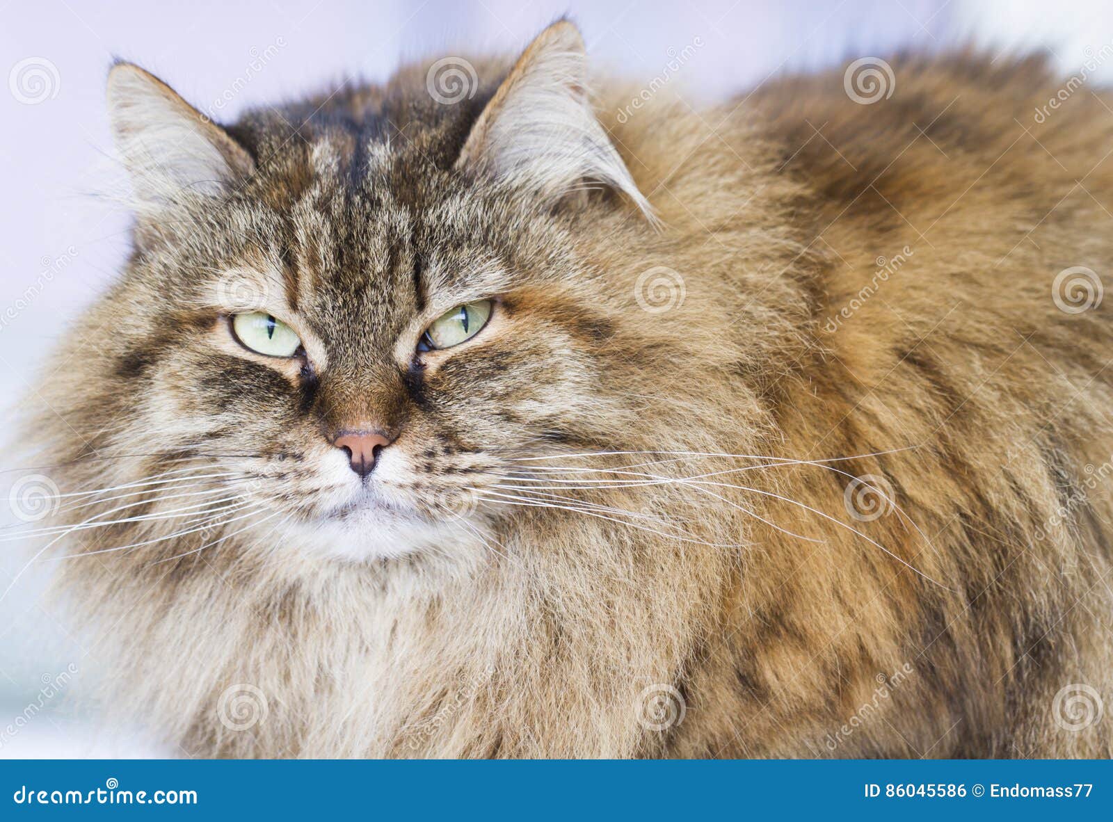 Brown Mackerel Cat of Siberian Breed in the Garden Stock Photo Image