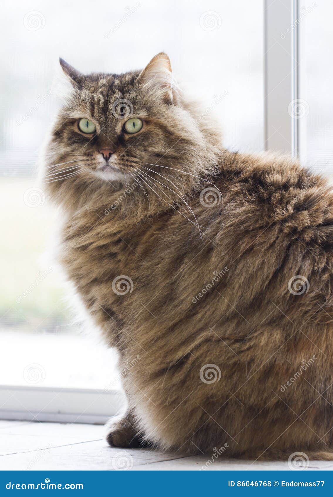 Brown Mackerel Cat of Siberian Breed in the Garden Stock Photo Image