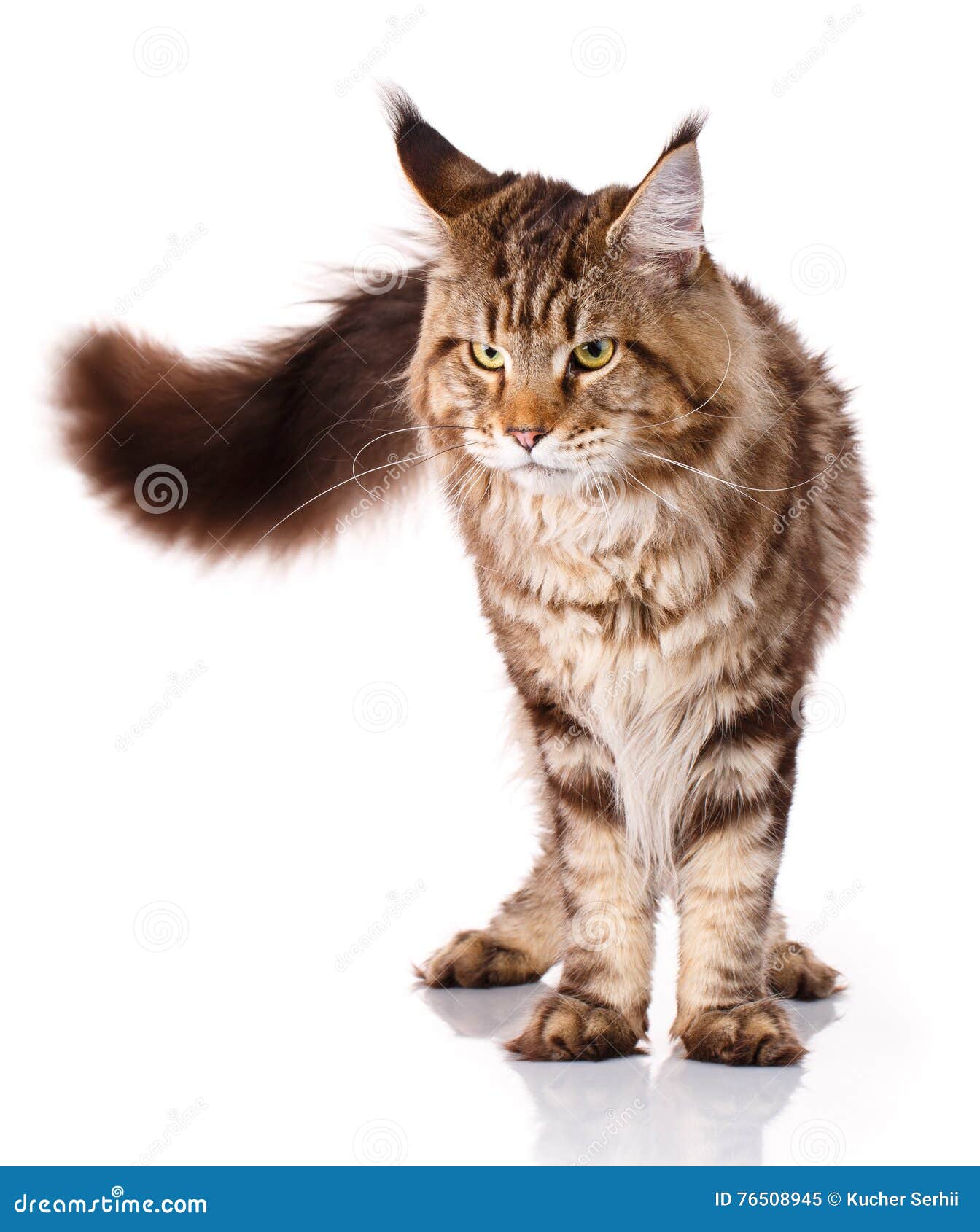 Brown Maine Coon Standing on Four Legs on a White Background Stock