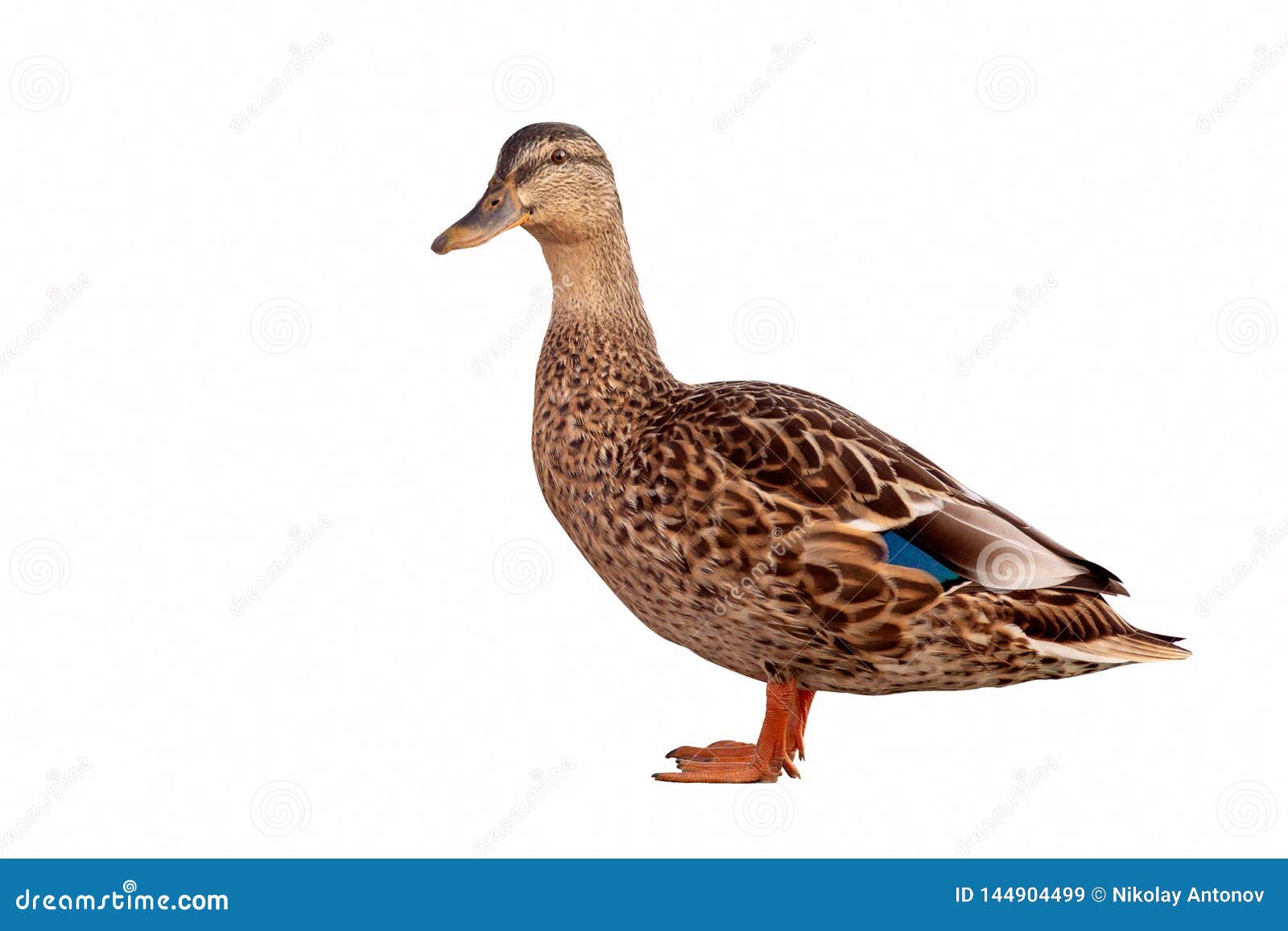 brown mallard duck anas platyrhynchos  on white background