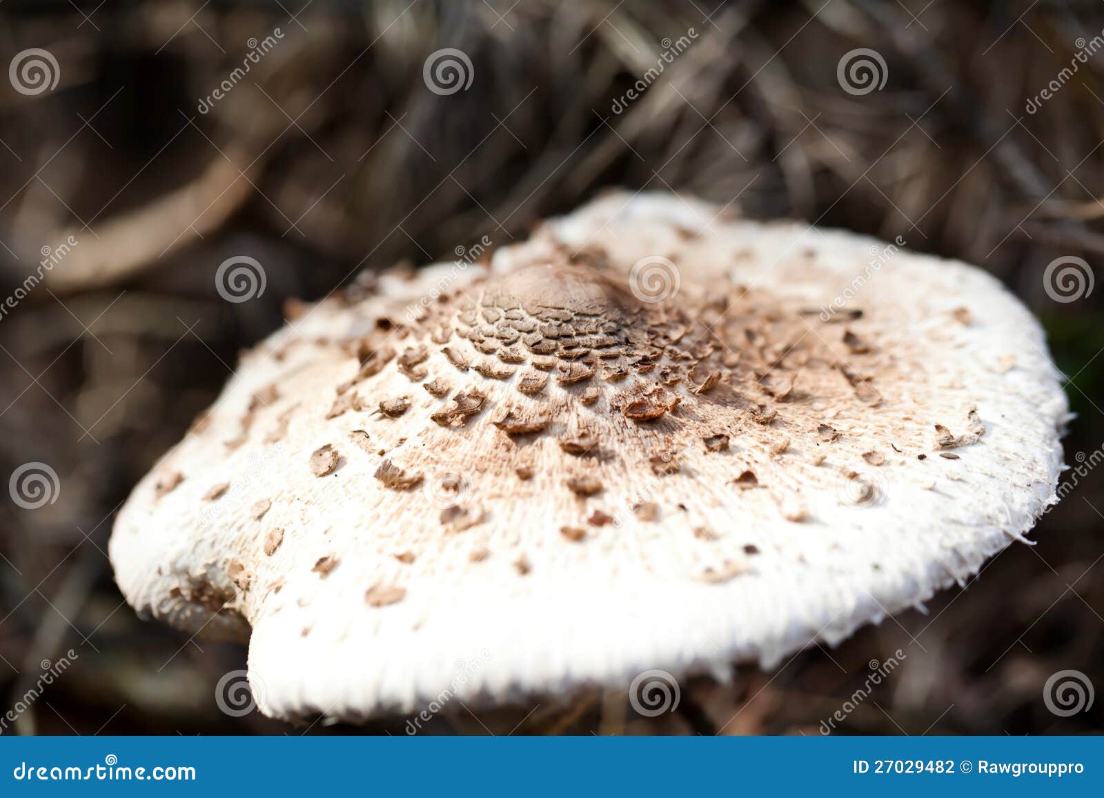 Brown manchó toadstool en bosque del otoño. Brown manchó toadstool del veneno en bosque del otoño