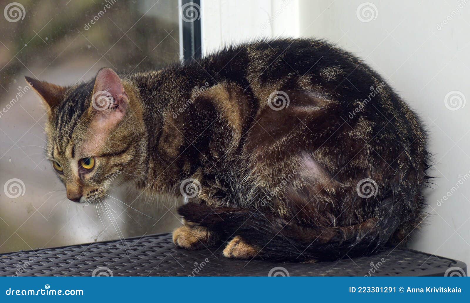 Brown Marbled Young Cat on the Windowsill Stock Image Image of feline