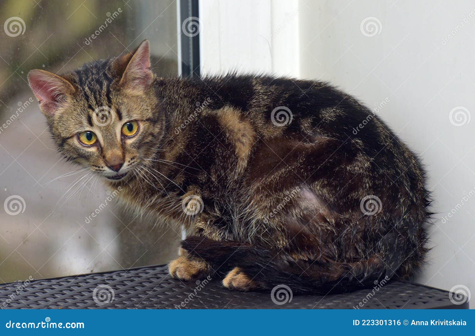 Brown Marbled Young Cat on the Windowsill Stock Photo Image of angry
