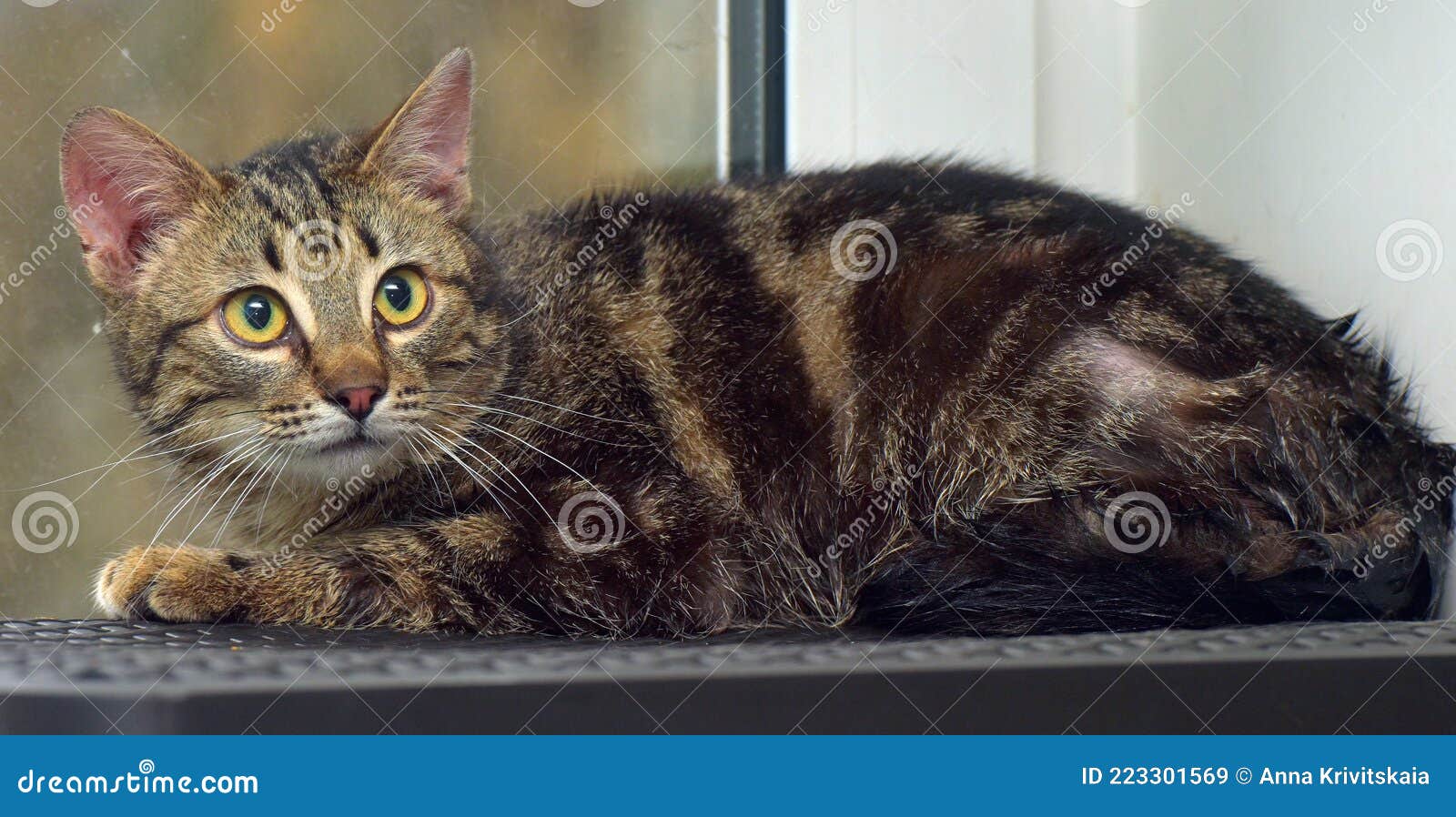 Brown Marbled Young Cat on the Windowsill Stock Image Image of brown