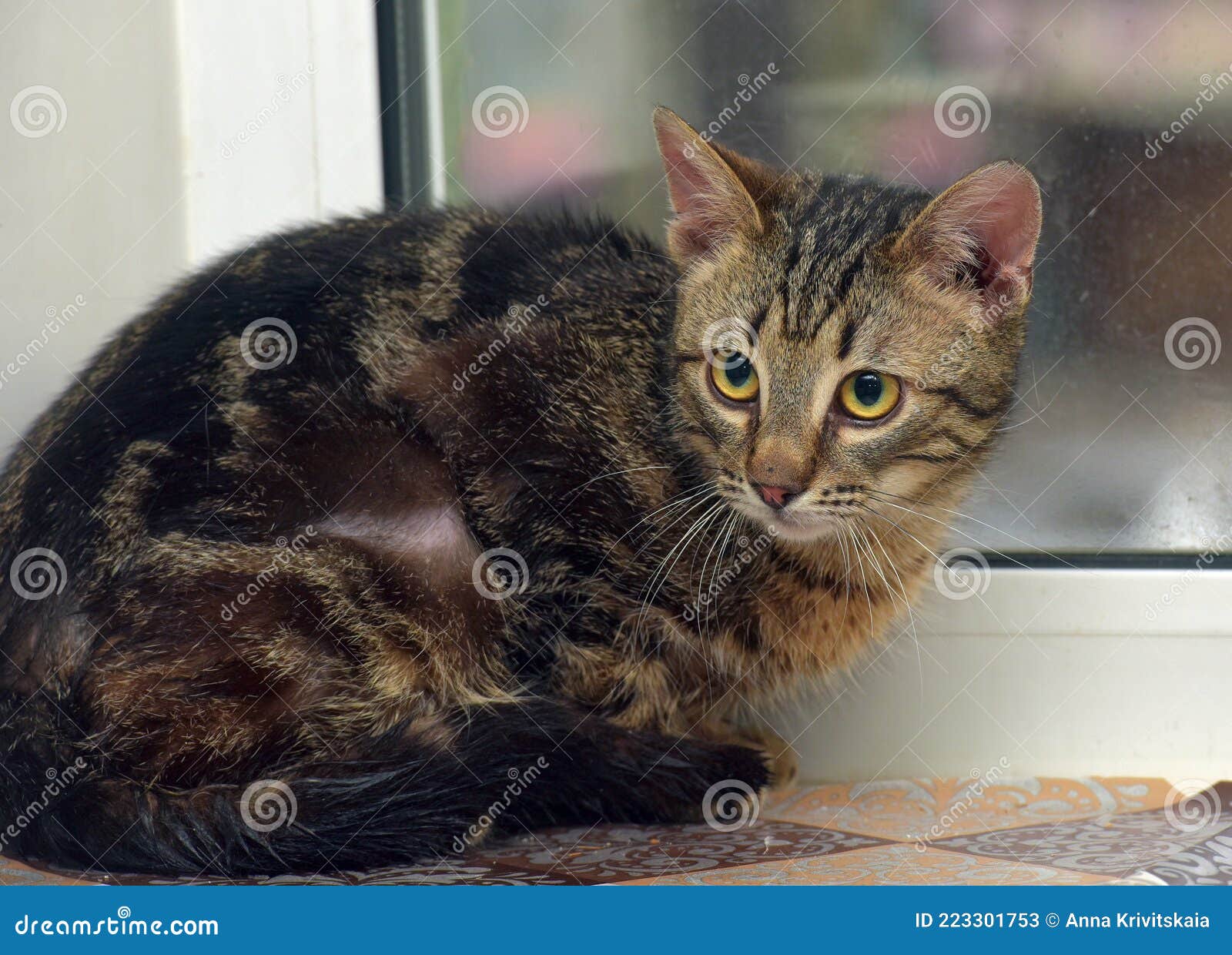 Brown Marbled Young Cat on the Windowsill Stock Image Image of