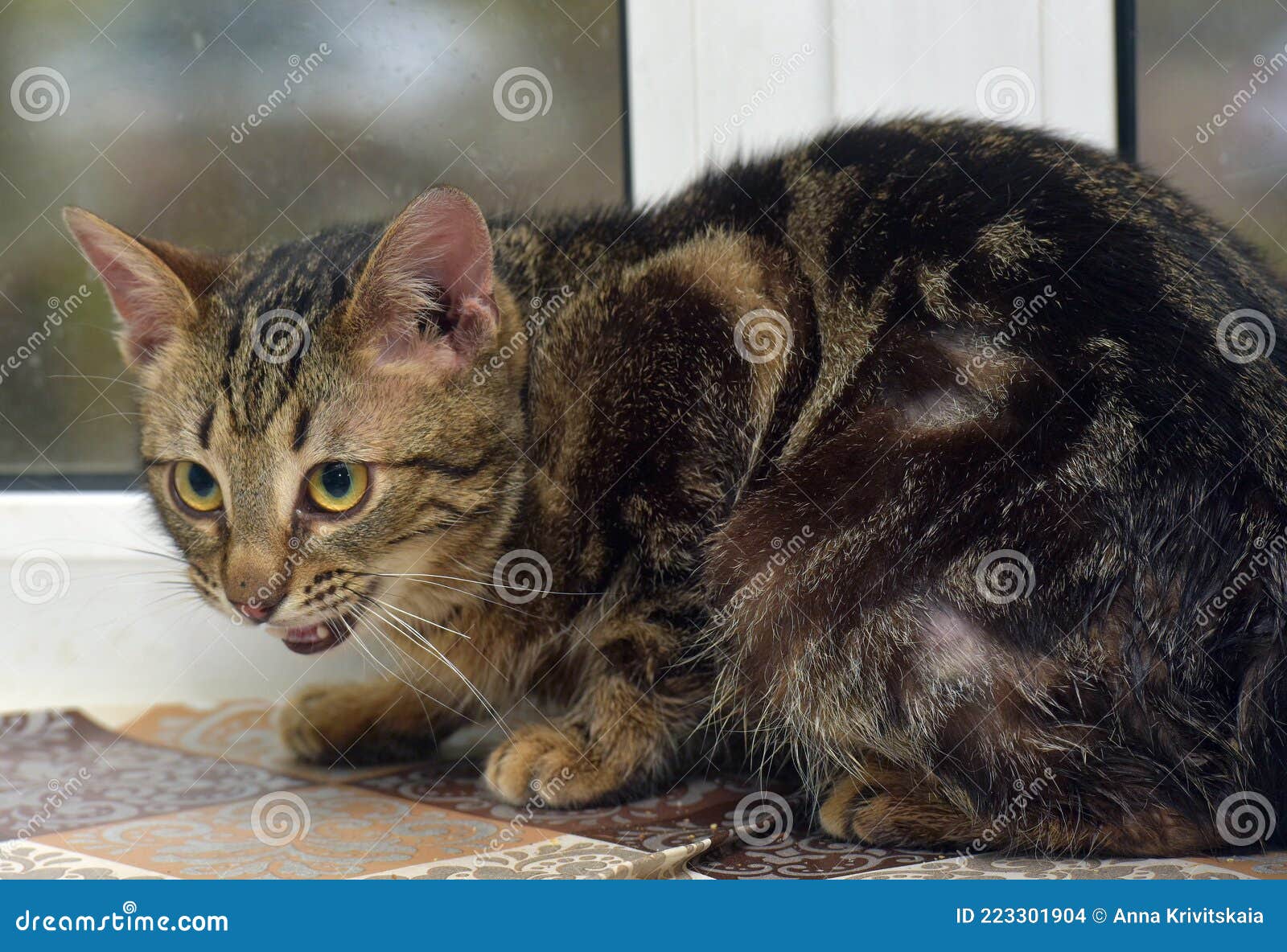 Brown Marbled Young Cat on the Windowsill Stock Photo Image of