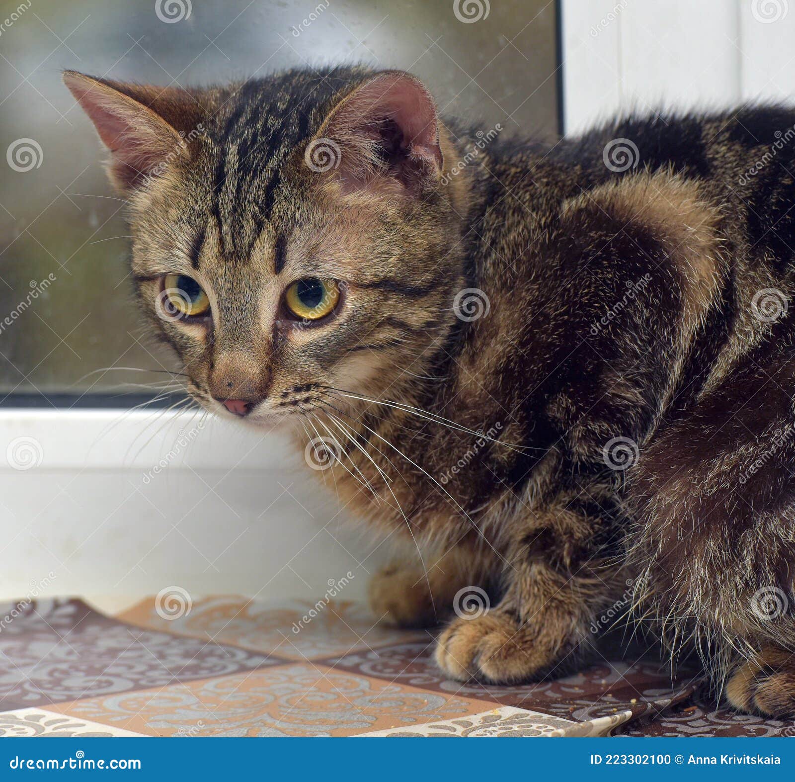 Brown Marbled Young Cat on the Windowsill Stock Photo Image of