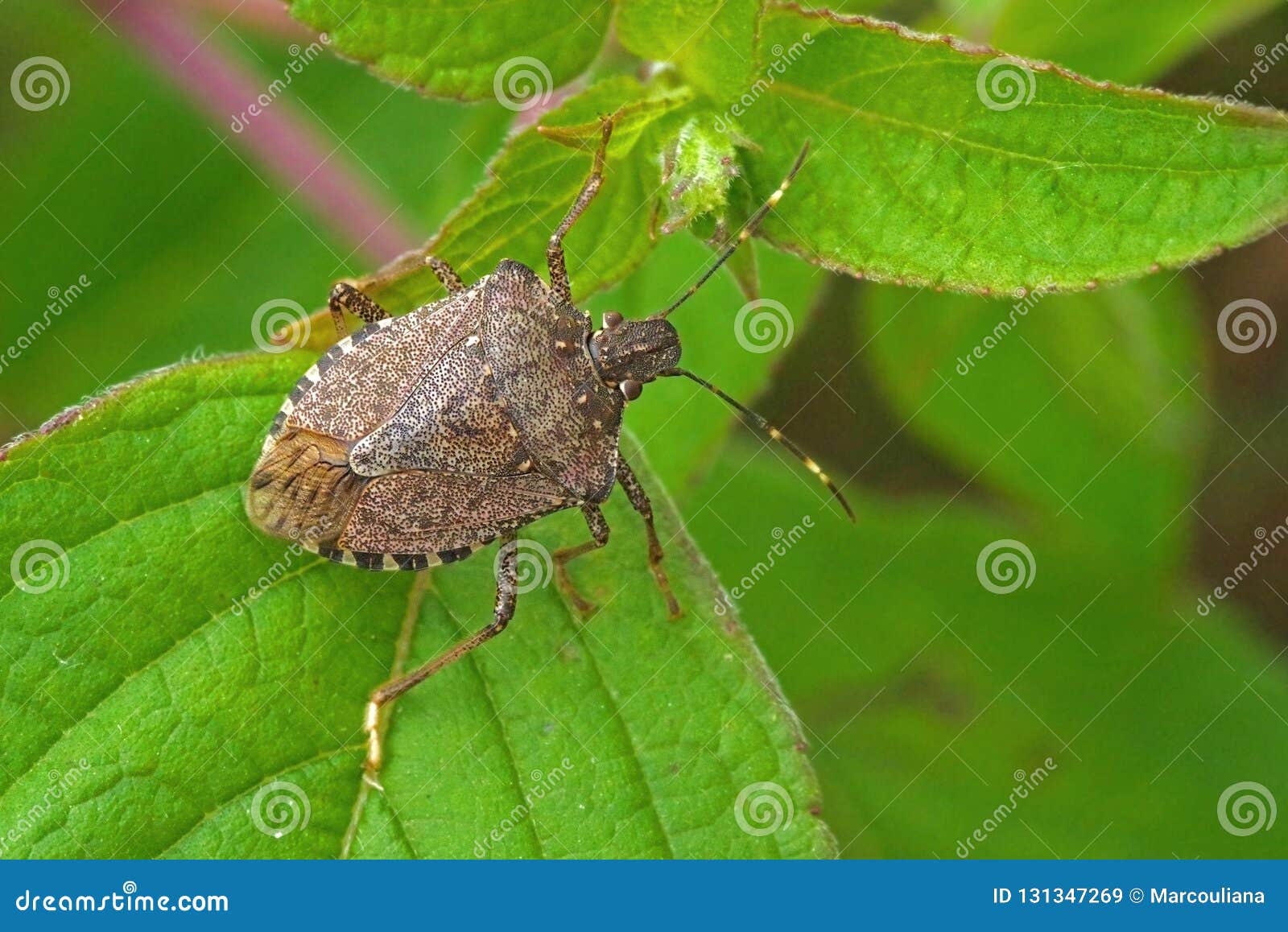 brown marmorated stink bug halyomorpha halys adult