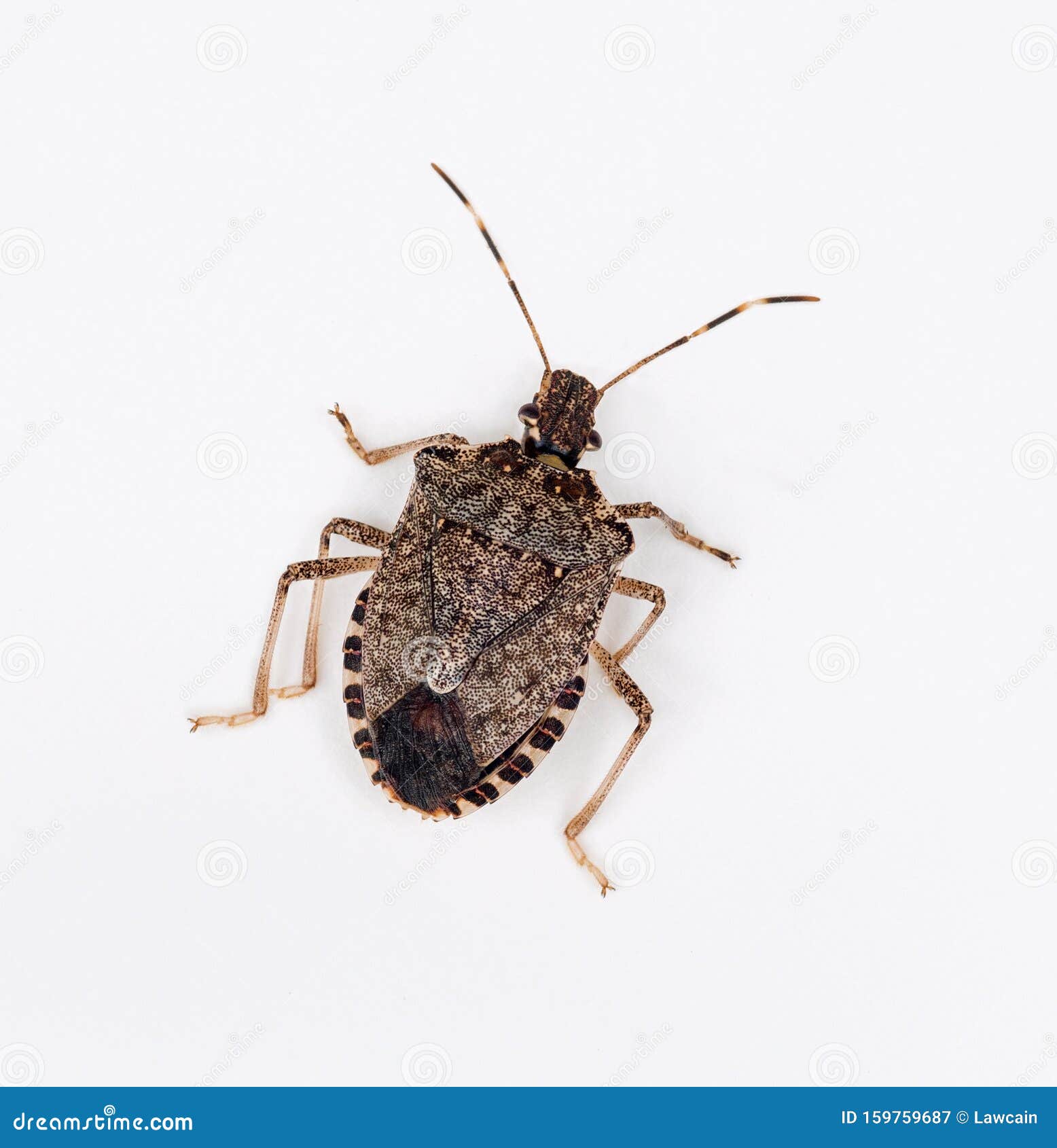 brown marmorated stink bug or shield bug