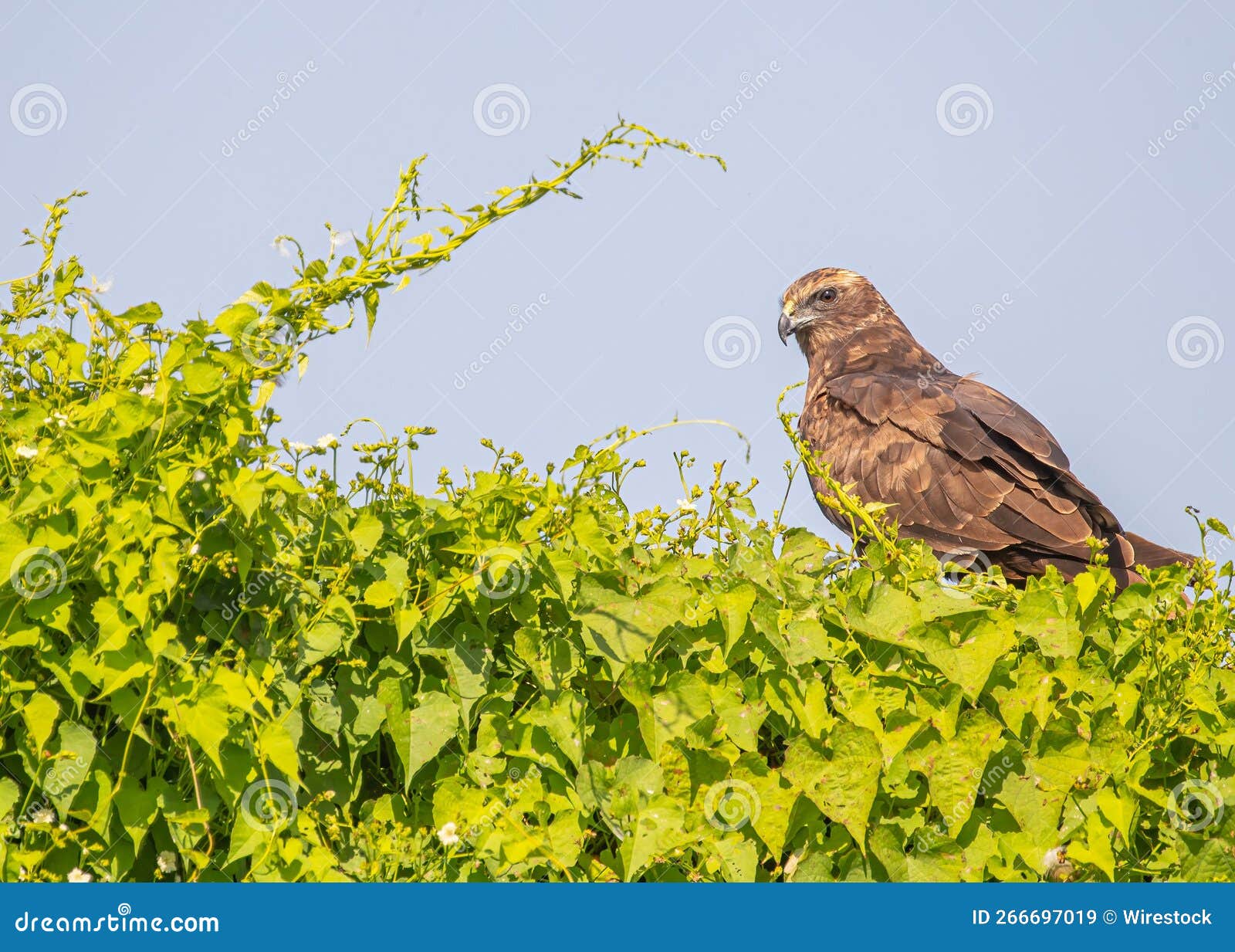 Brown Marsh Harrier Falcon Bird Perched on a Green Bush Stock Image