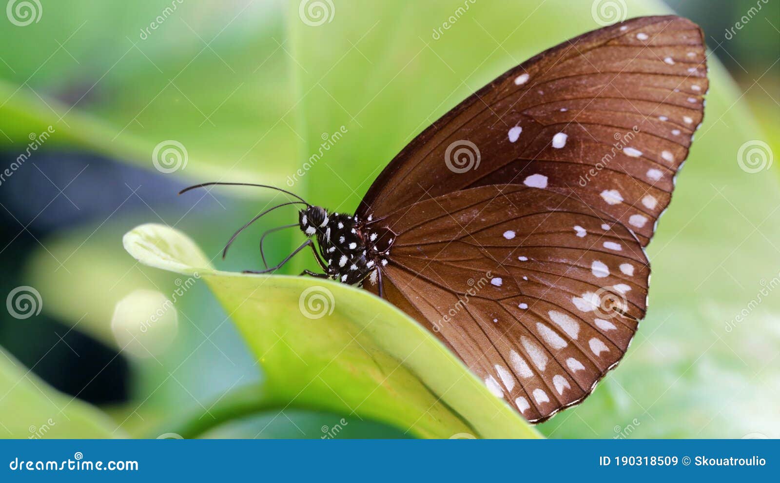 brown butterfly resting on a green leaf, this fragile lepidoptera has wide wings and long antennas