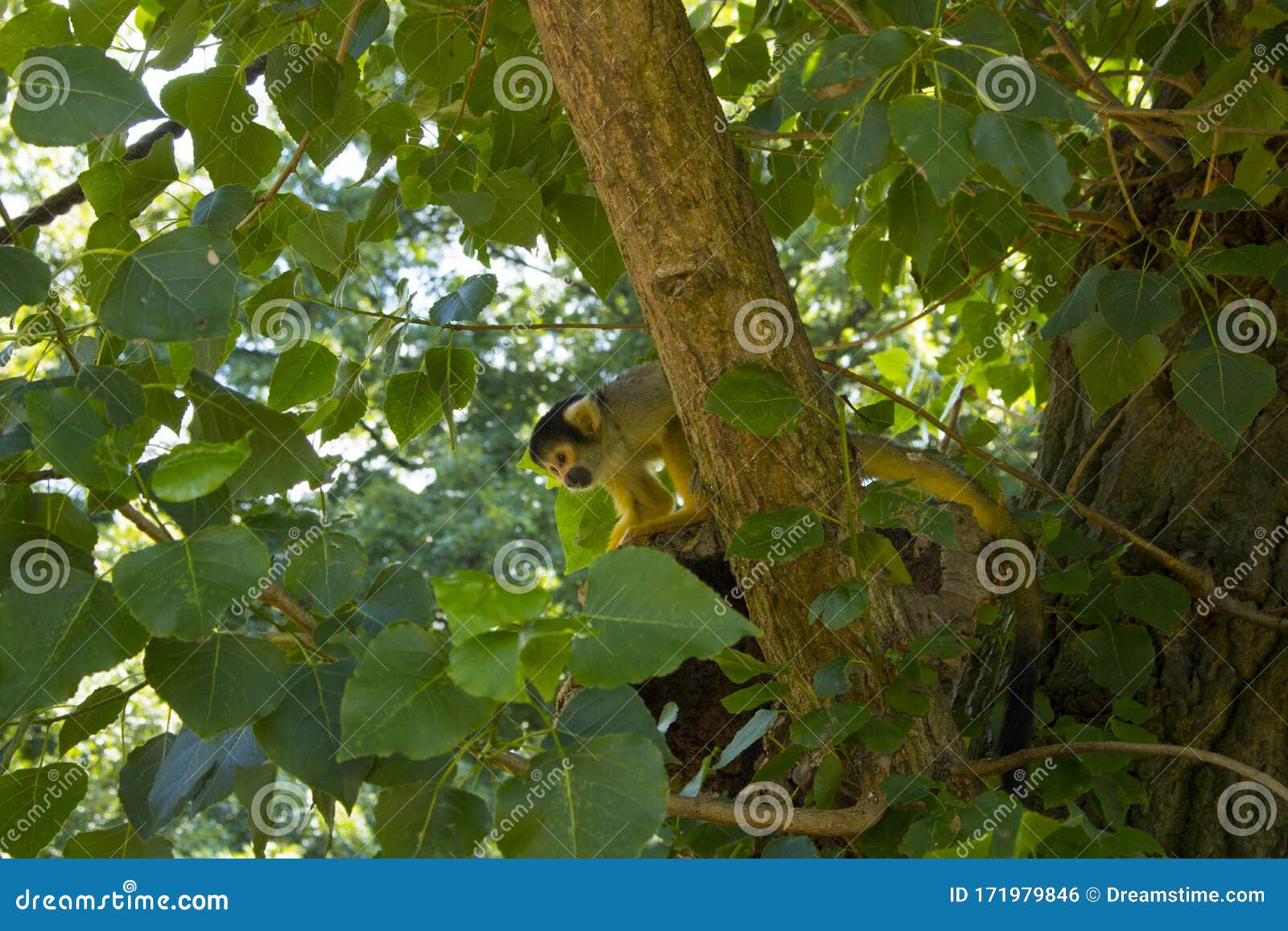 a brown monkey considers something while sitting hiding among the green foliage