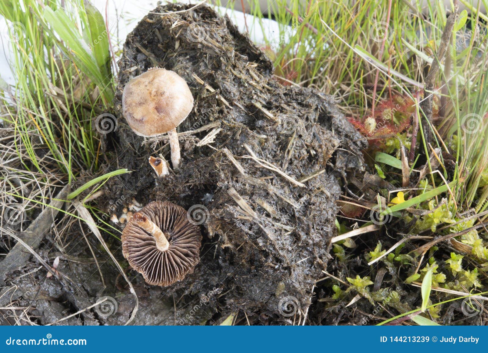 brown mottled mushroom in horse dung