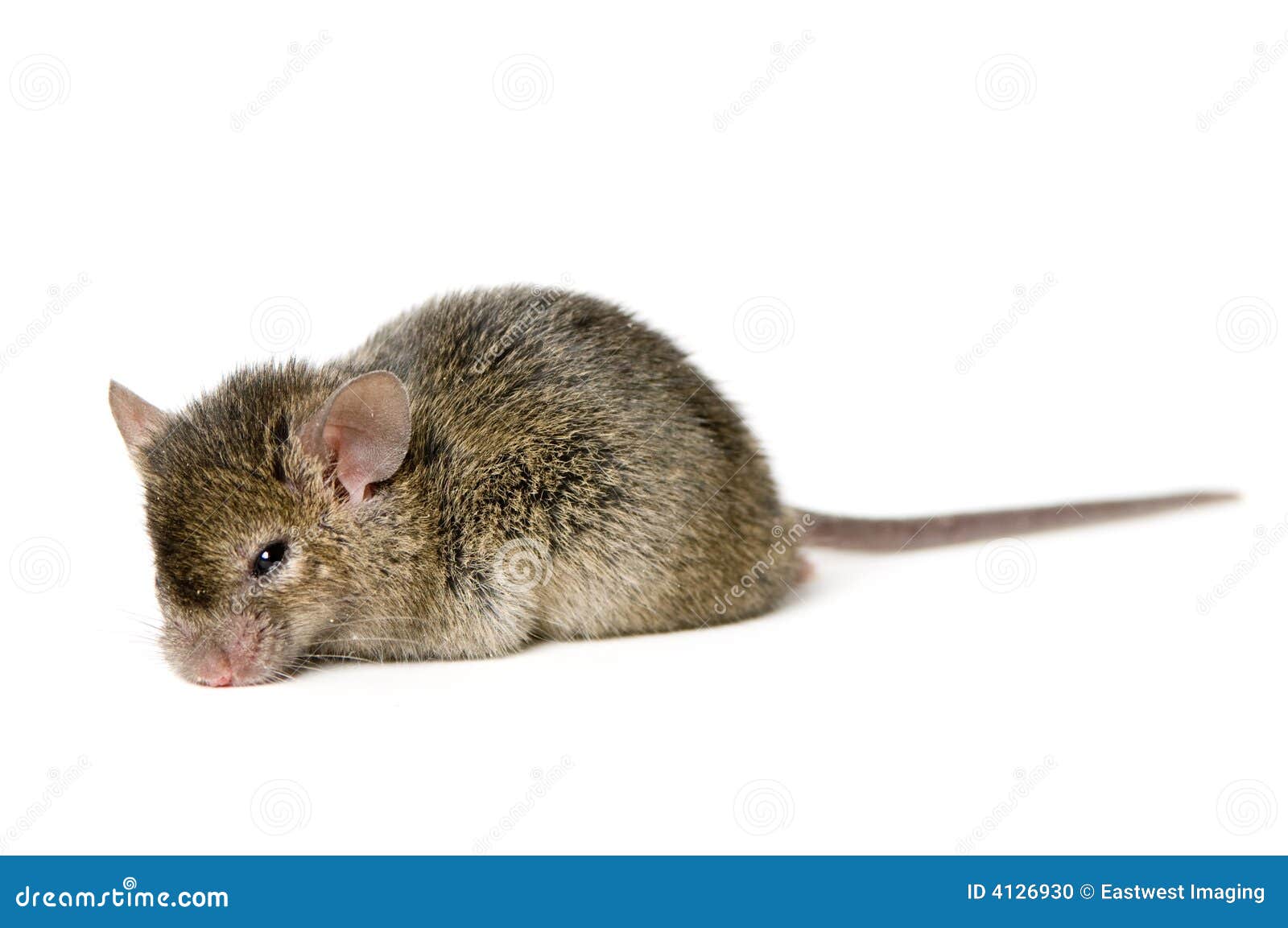 Brown Mouse Stock Photo Image 4126930